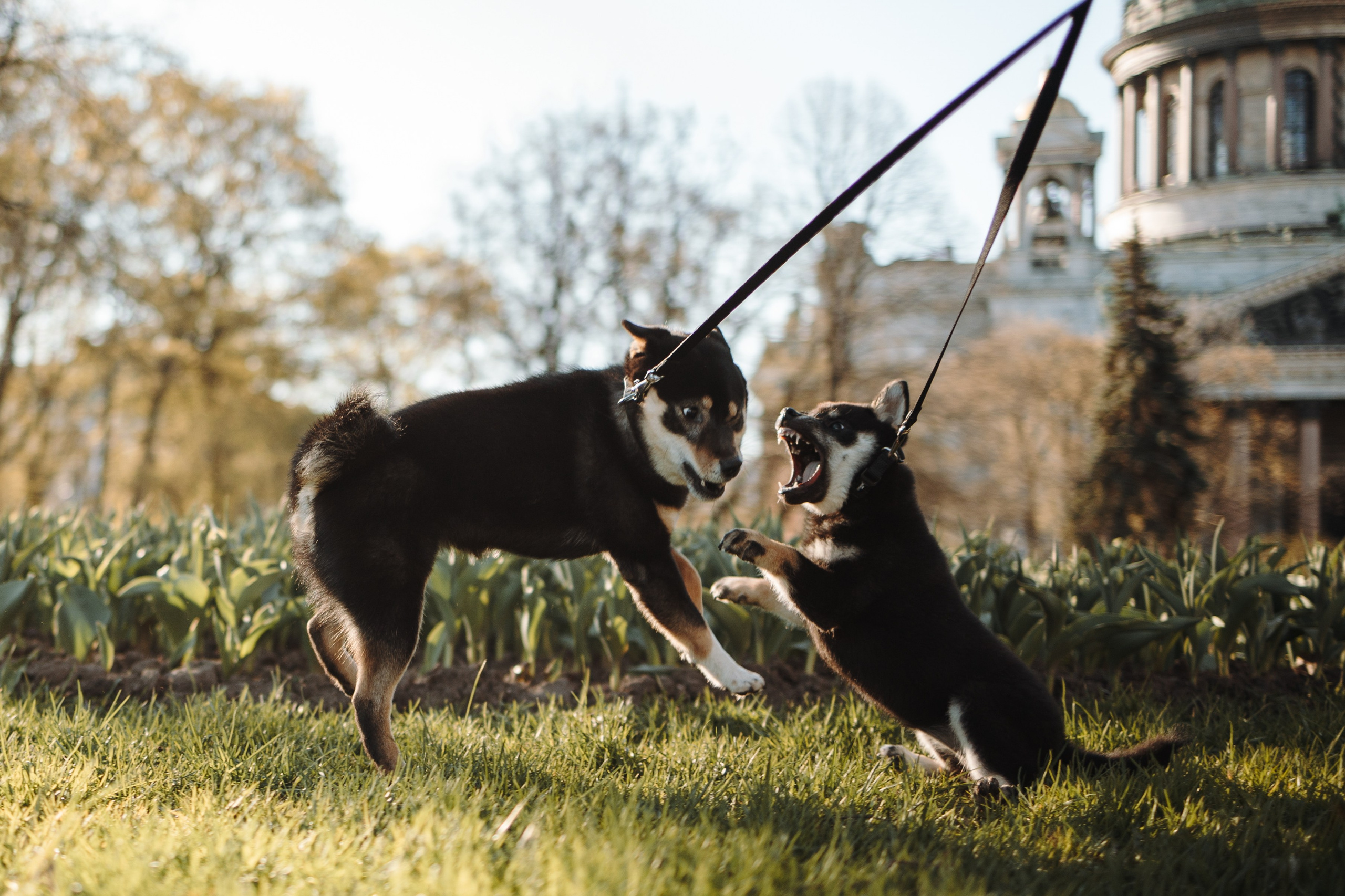 Даша и ее девочки. Фотограф — Анималист | Санкт-Петербург