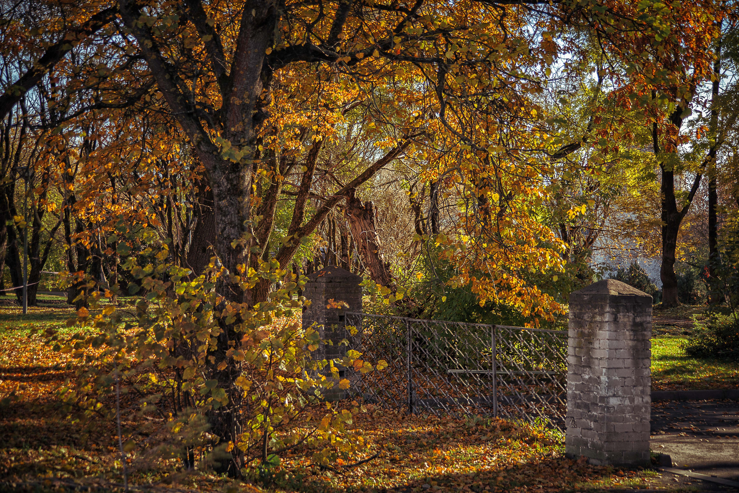 Псков. Семейный и детский фотограф в Москве Ольга Кривенцова