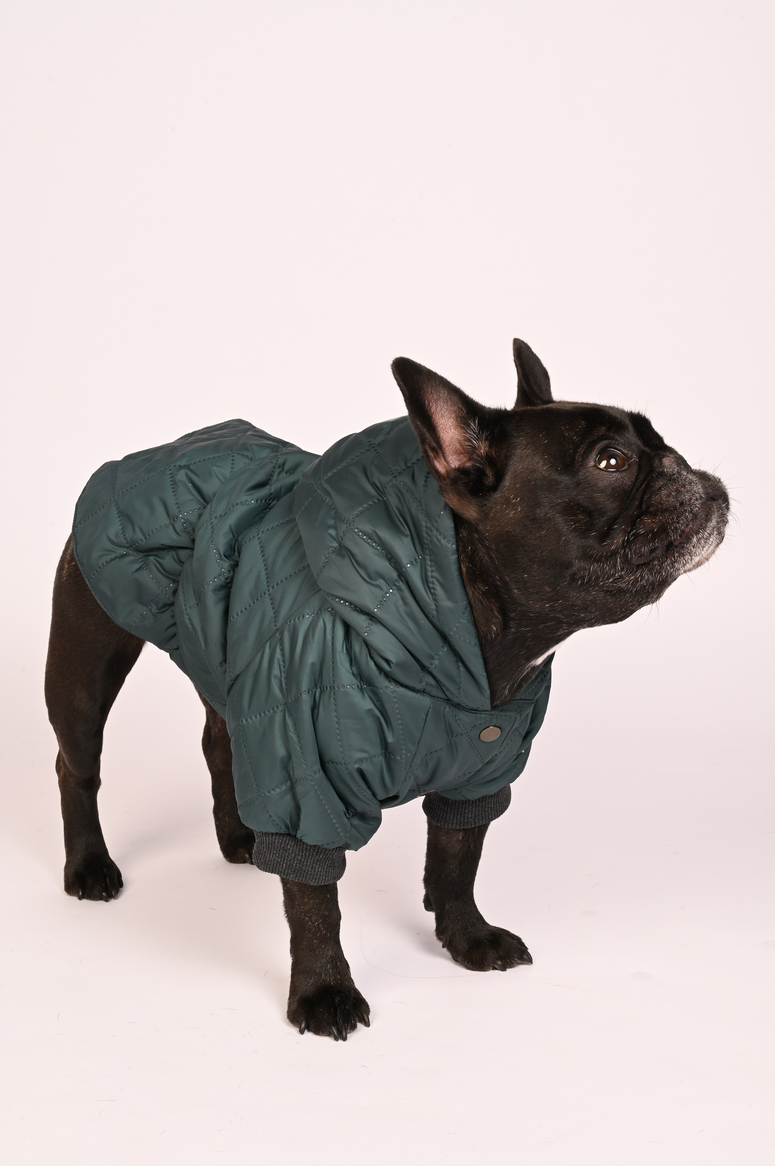 Одежда для собак. Семейный и детский фотограф во Фрязино, Ивантеевке и Щелково Матвеева