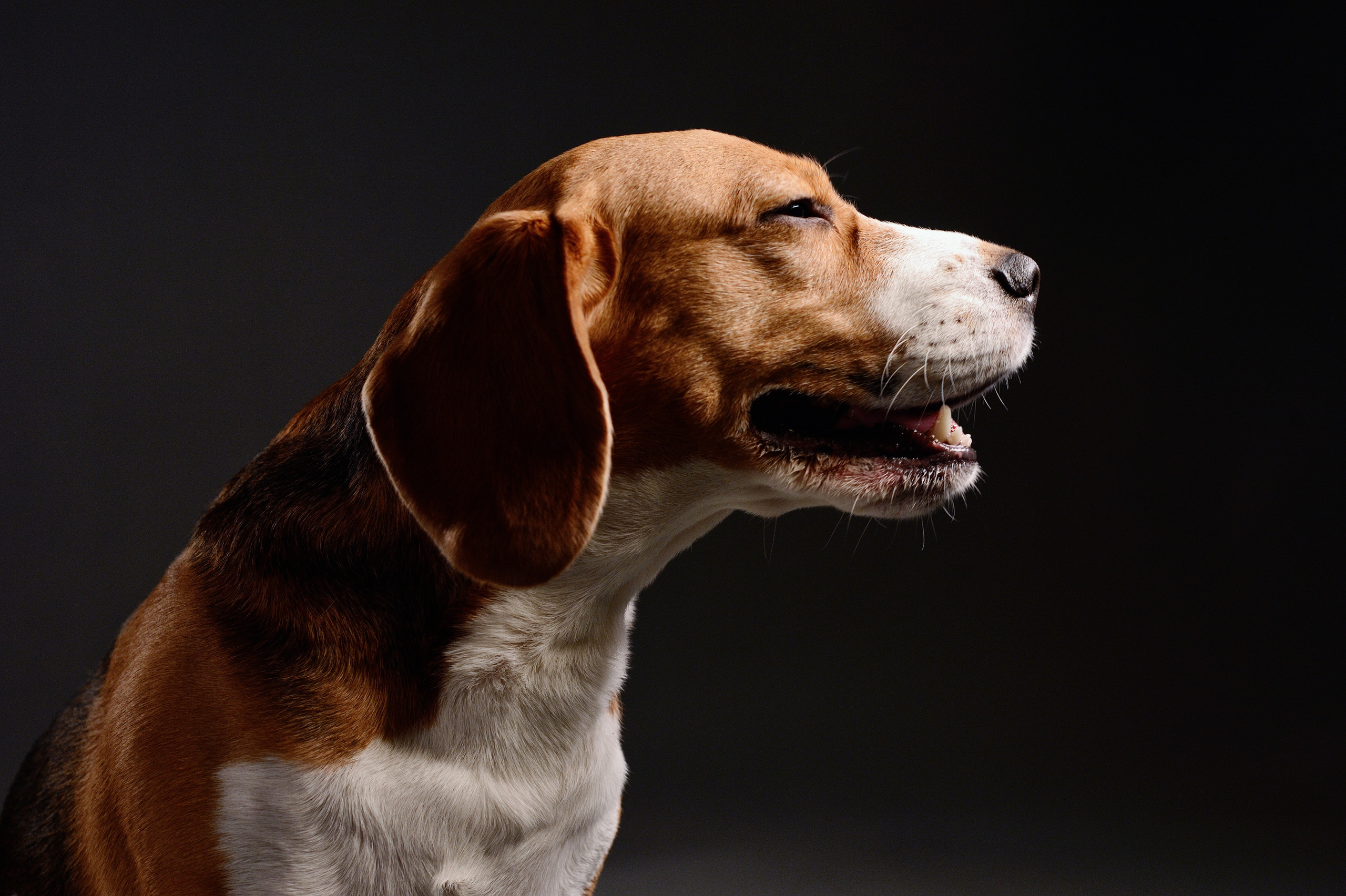 Dogs. I have been photographing for you for more than 15 years in Minsk and