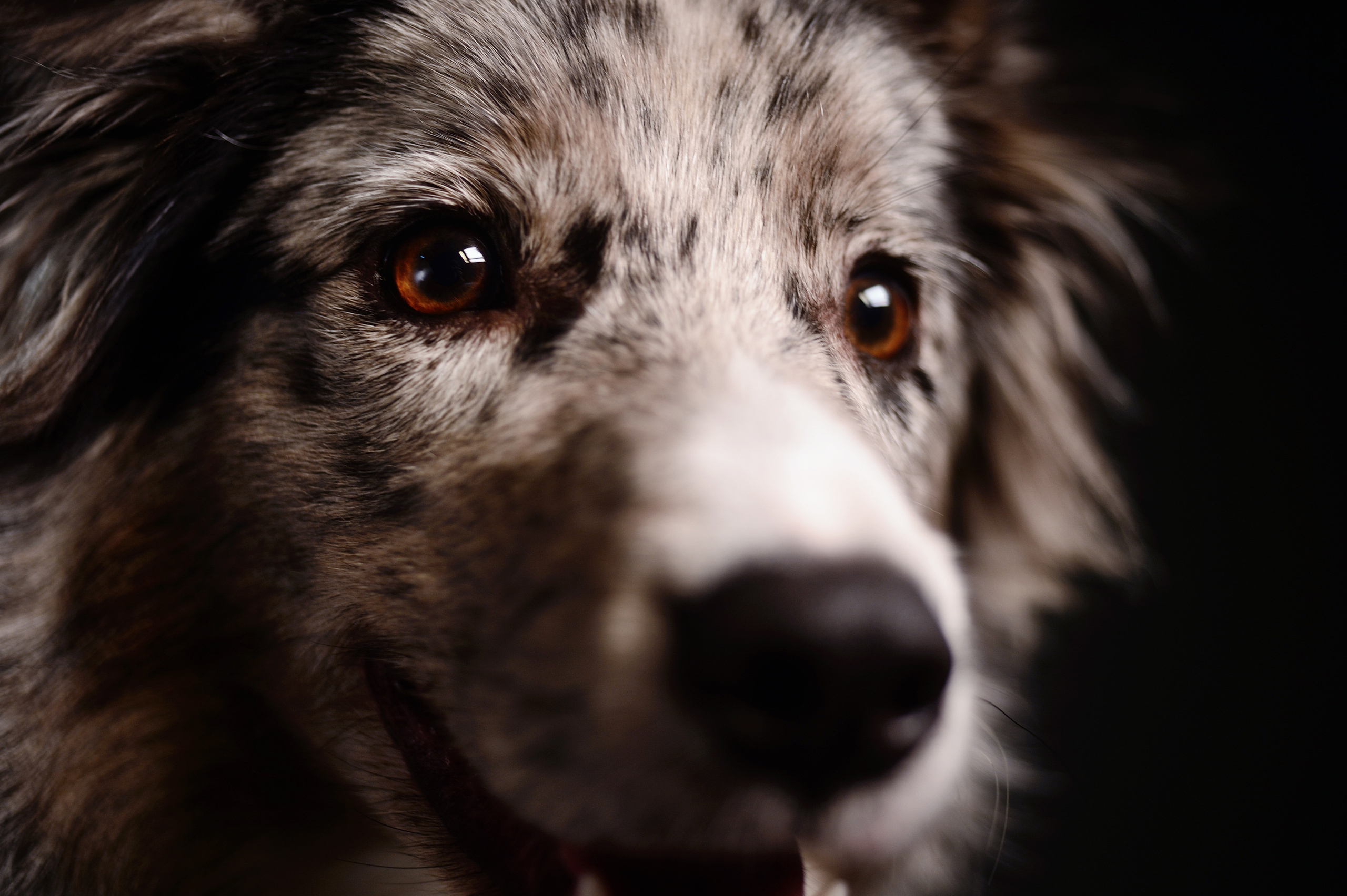 Dogs. I have been photographing for you for more than 15 years in Minsk and