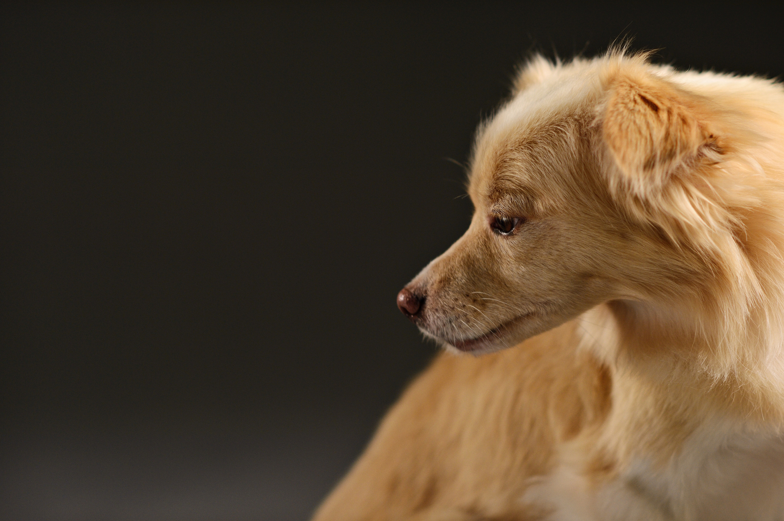 Dogs. I have been photographing for you for more than 15 years in Minsk and