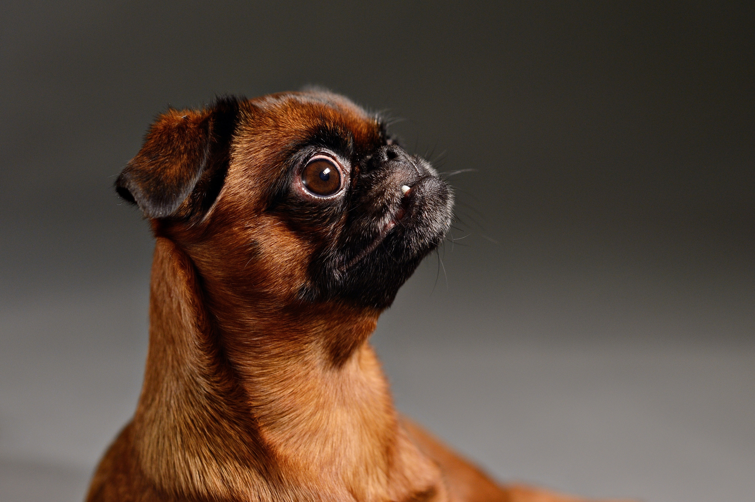 Dogs. I have been photographing for you for more than 15 years in Minsk and