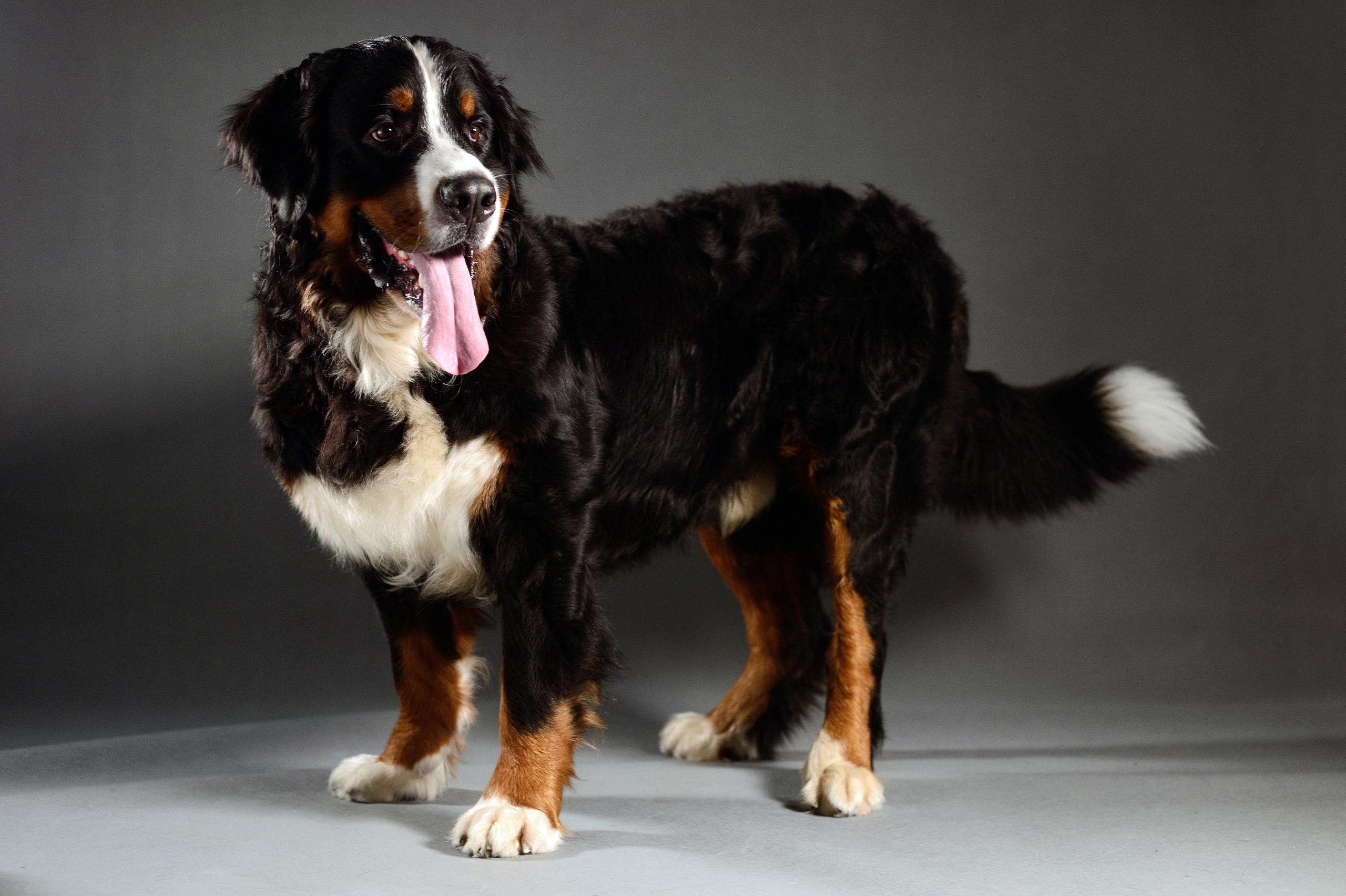 Dogs. I have been photographing for you for more than 15 years in Minsk and