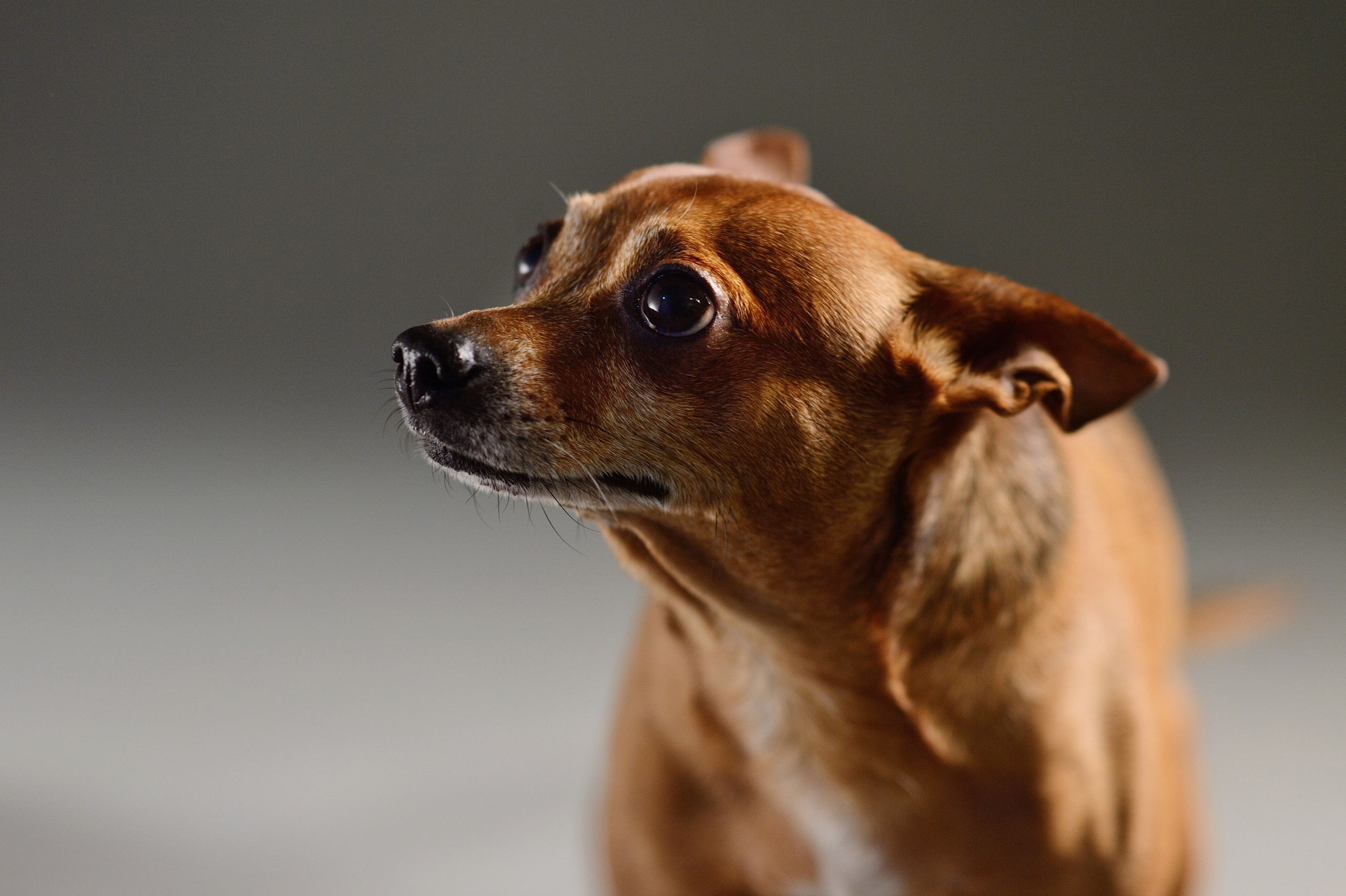 Dogs. I have been photographing for you for more than 15 years in Minsk and