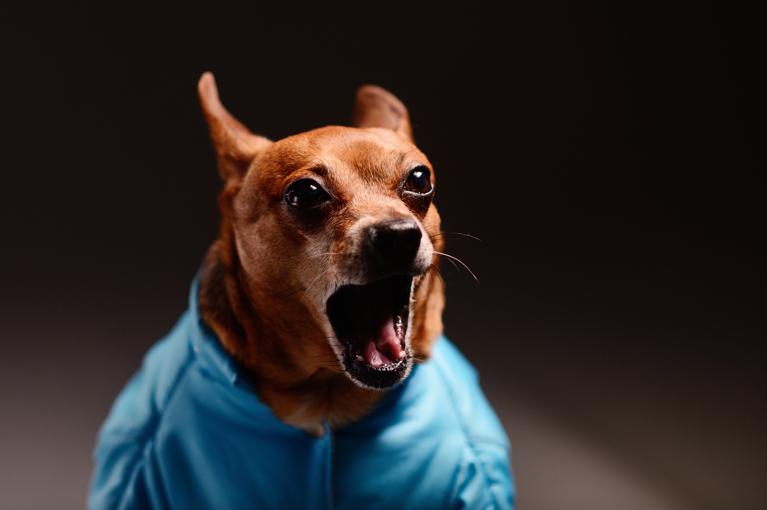 Dogs. I have been photographing for you for more than 15 years in Minsk and