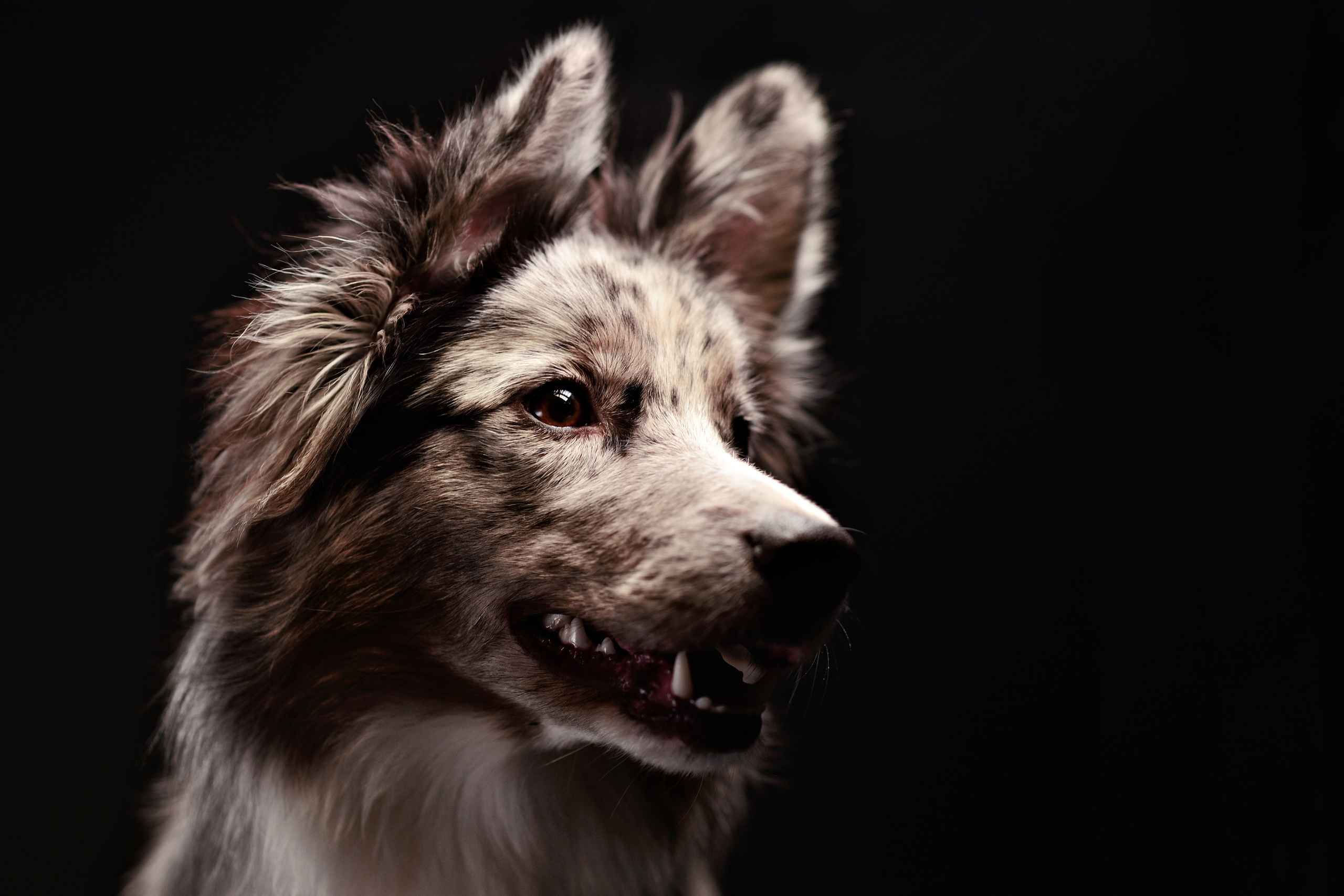 Dogs. I have been photographing for you for more than 15 years in Minsk and