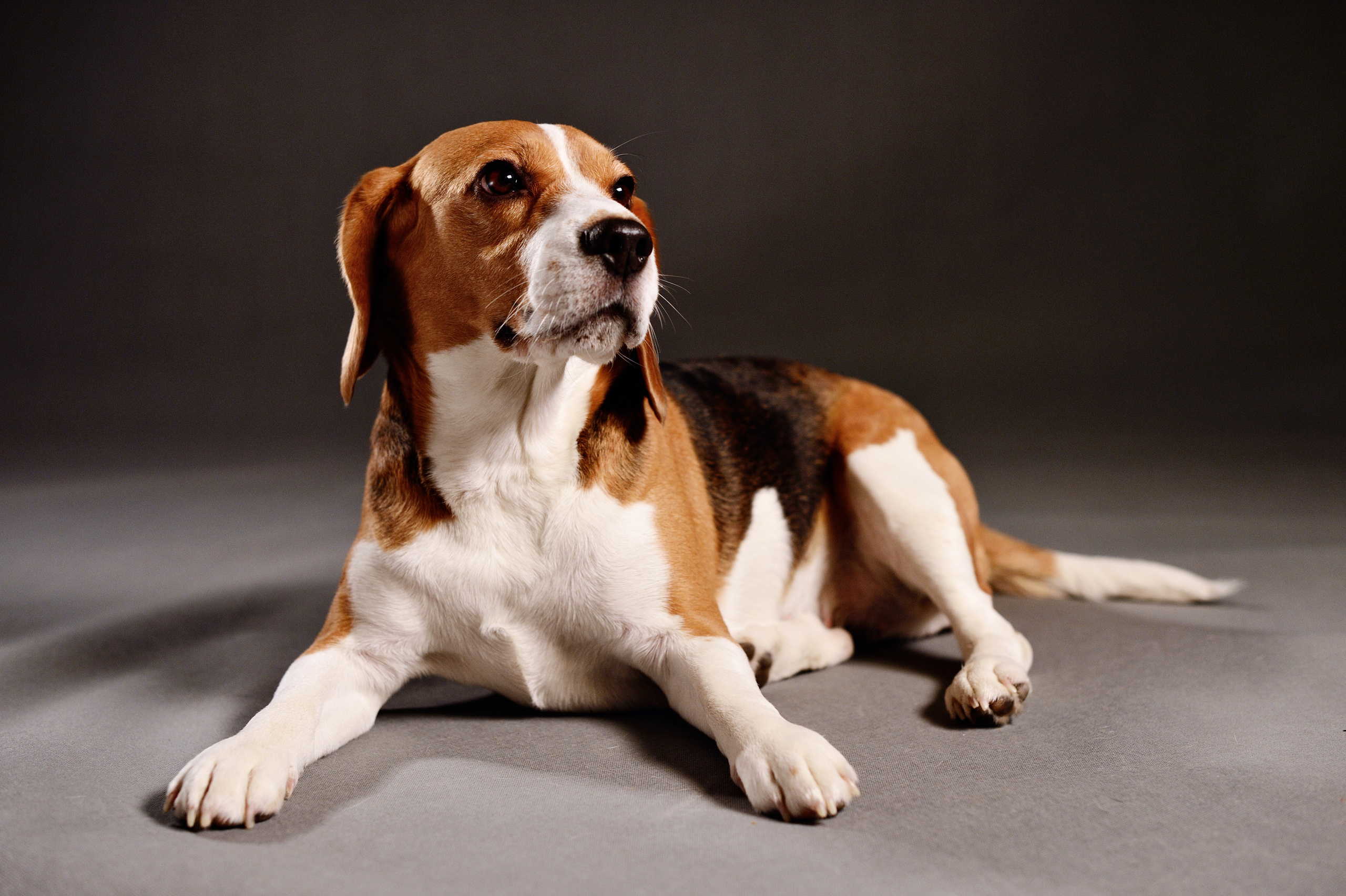 Dogs. I have been photographing for you for more than 15 years in Minsk and