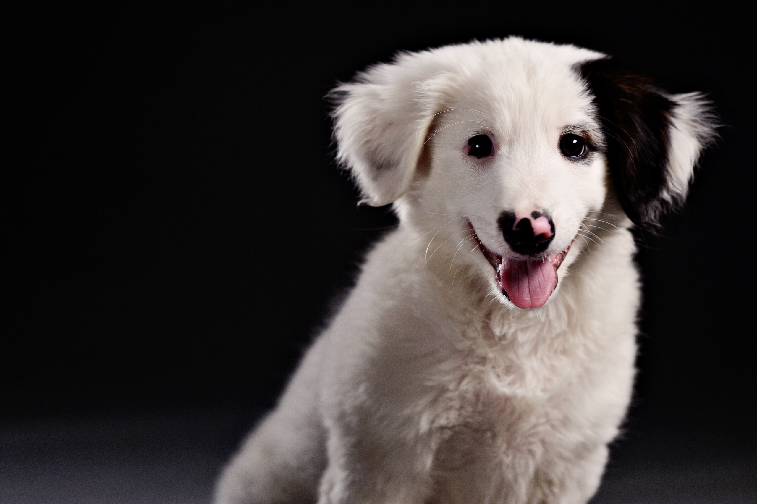 Dogs. I have been photographing for you for more than 15 years in Minsk and