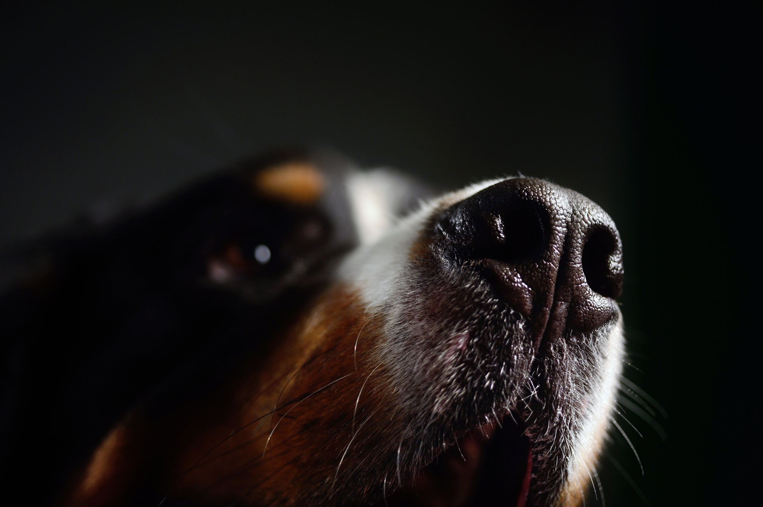 Dogs. I have been photographing for you for more than 15 years in Minsk and