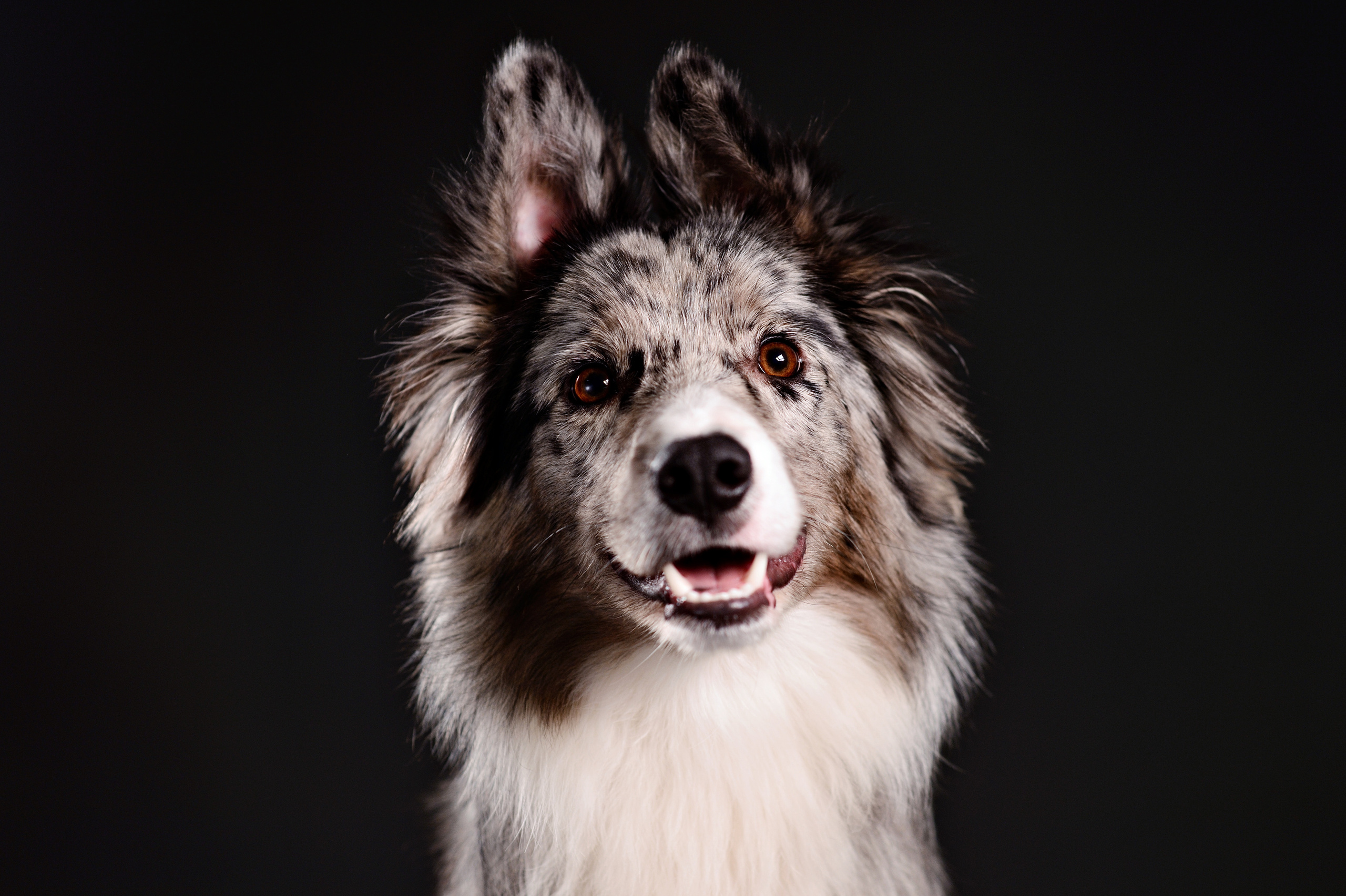 Dogs. I have been photographing for you for more than 15 years in Minsk and