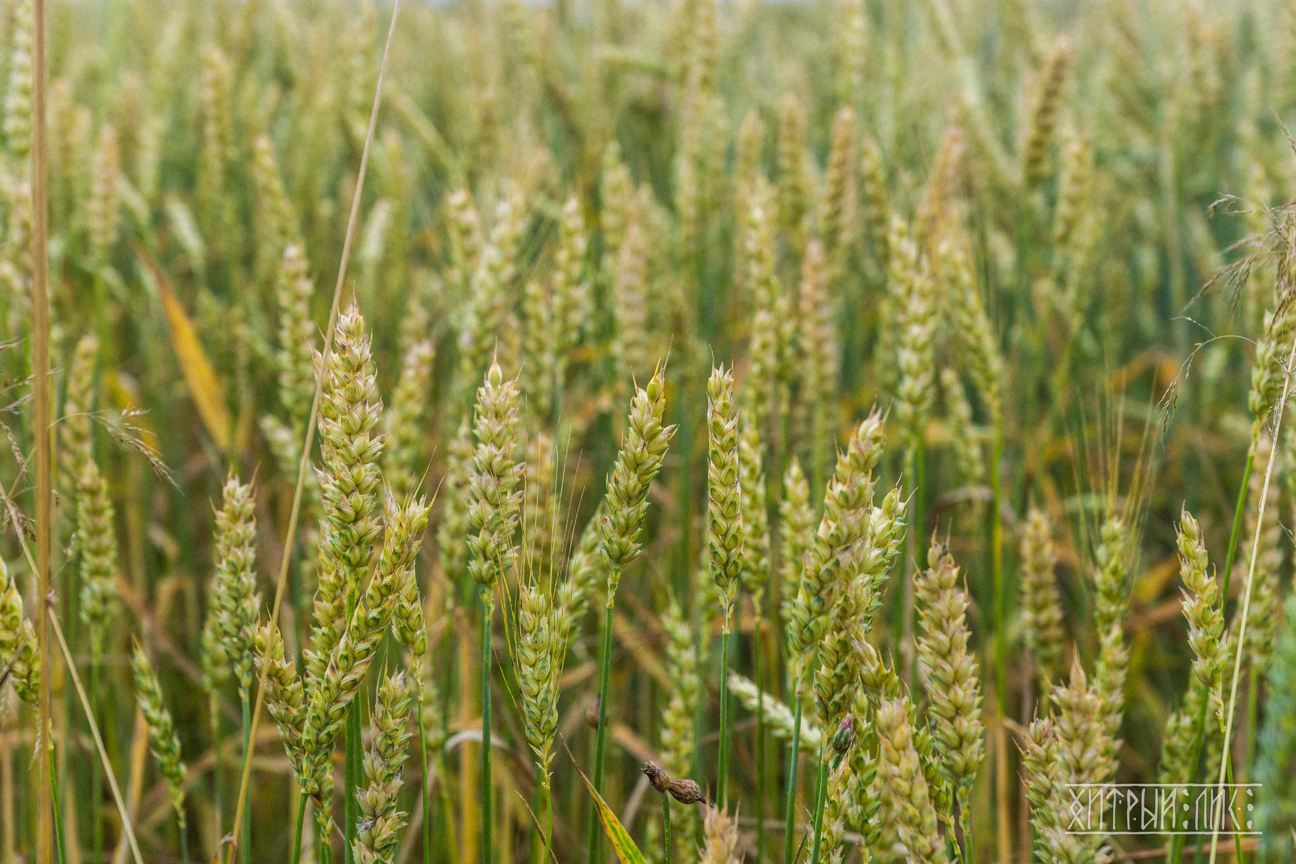 Беларусь. Фотограф-путешественник Самойлов Максим «Sly Fox»
