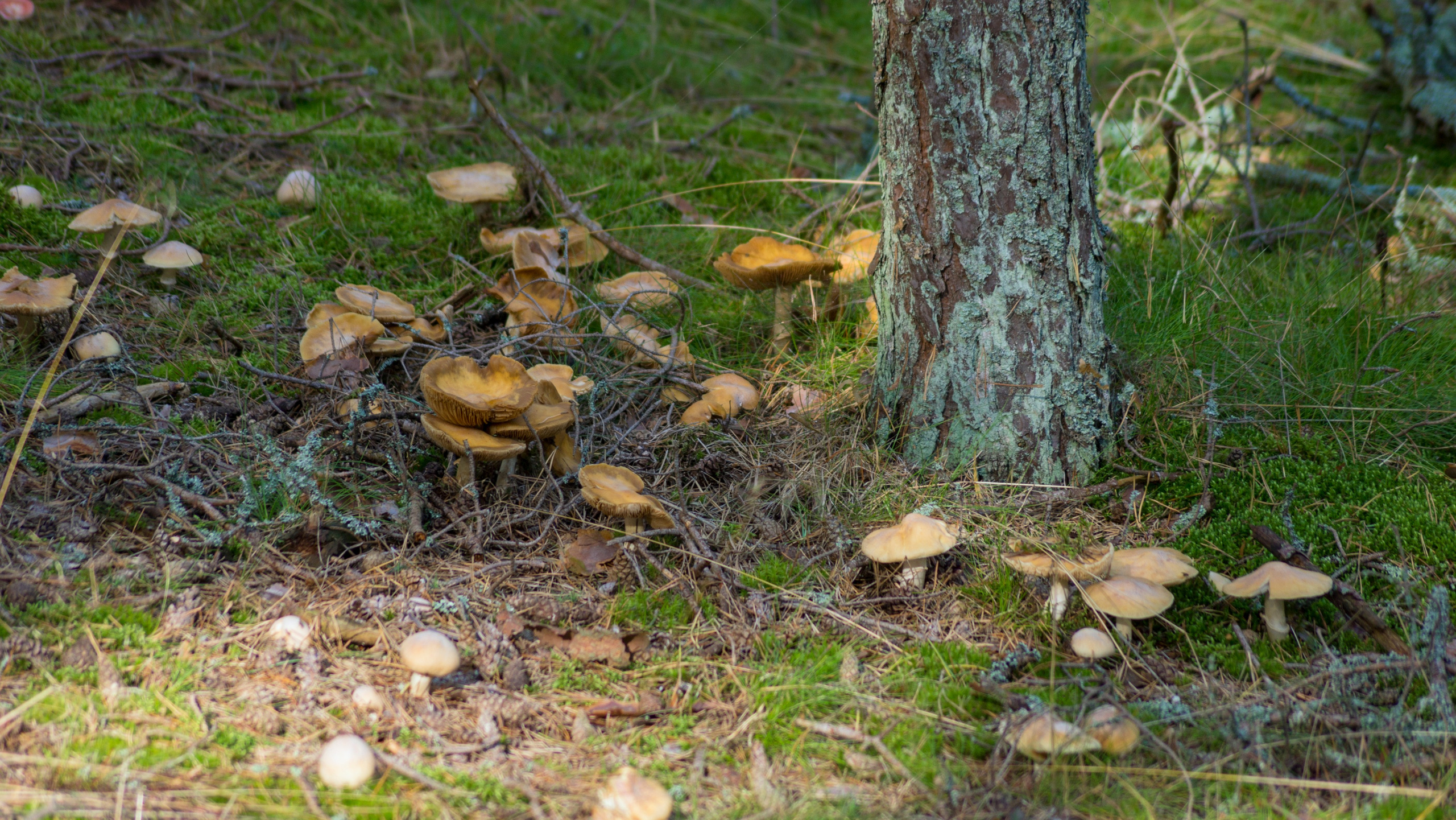 Куршская коса. Фотограф-путешественник Самойлов Максим «Sly Fox»