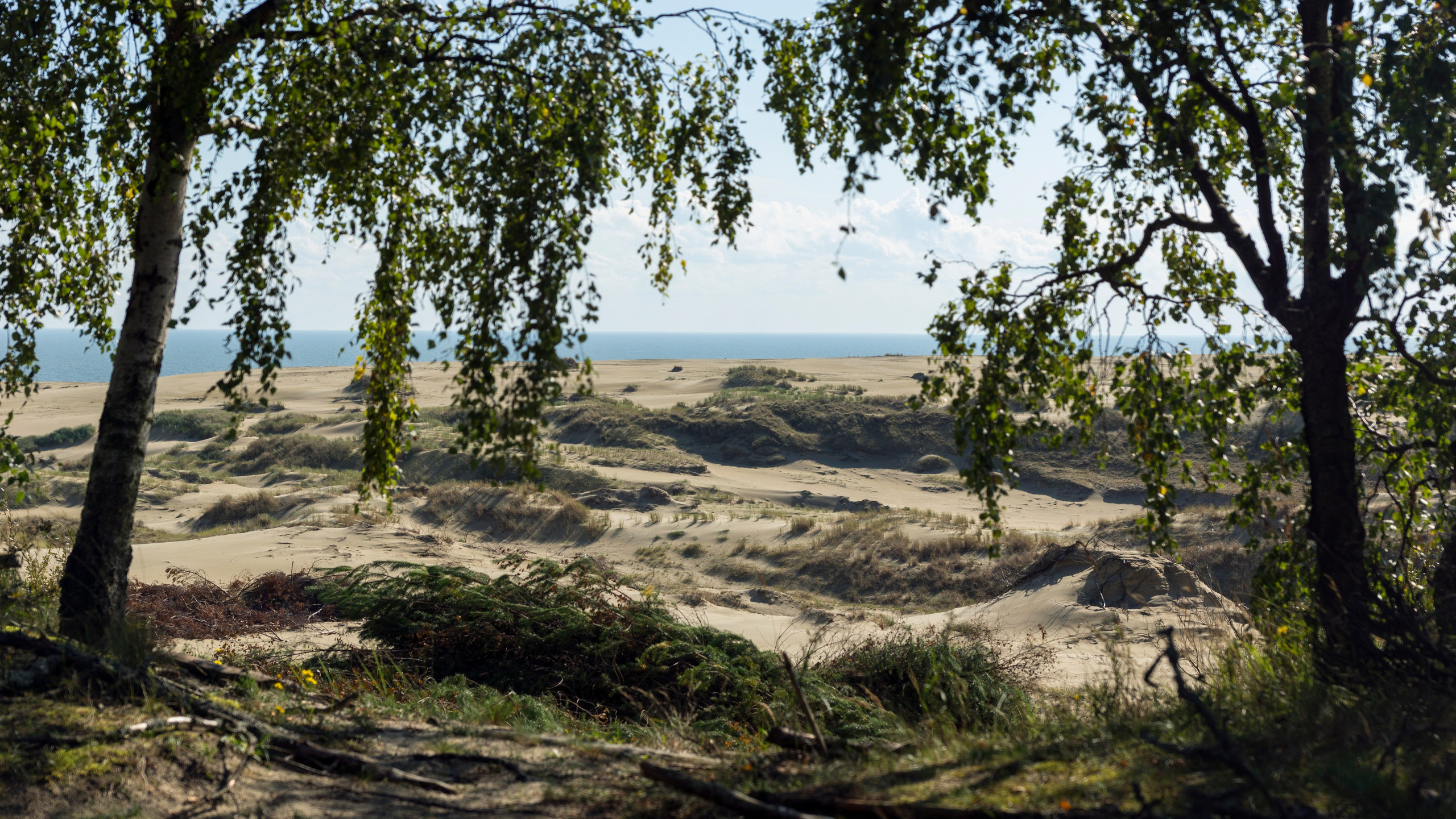 Куршская коса. Фотограф-путешественник Самойлов Максим «Sly Fox»