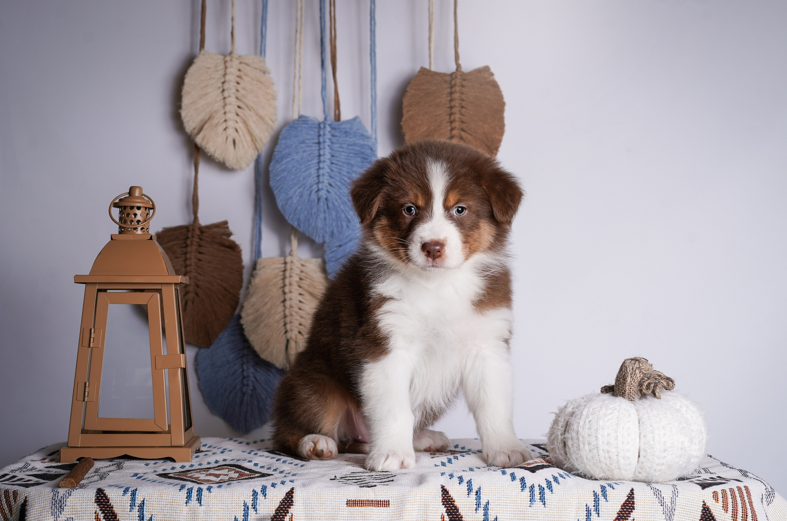 Щенки аусси. Фотограф-анималист в Санкт-Петербурге Яна Мартынова