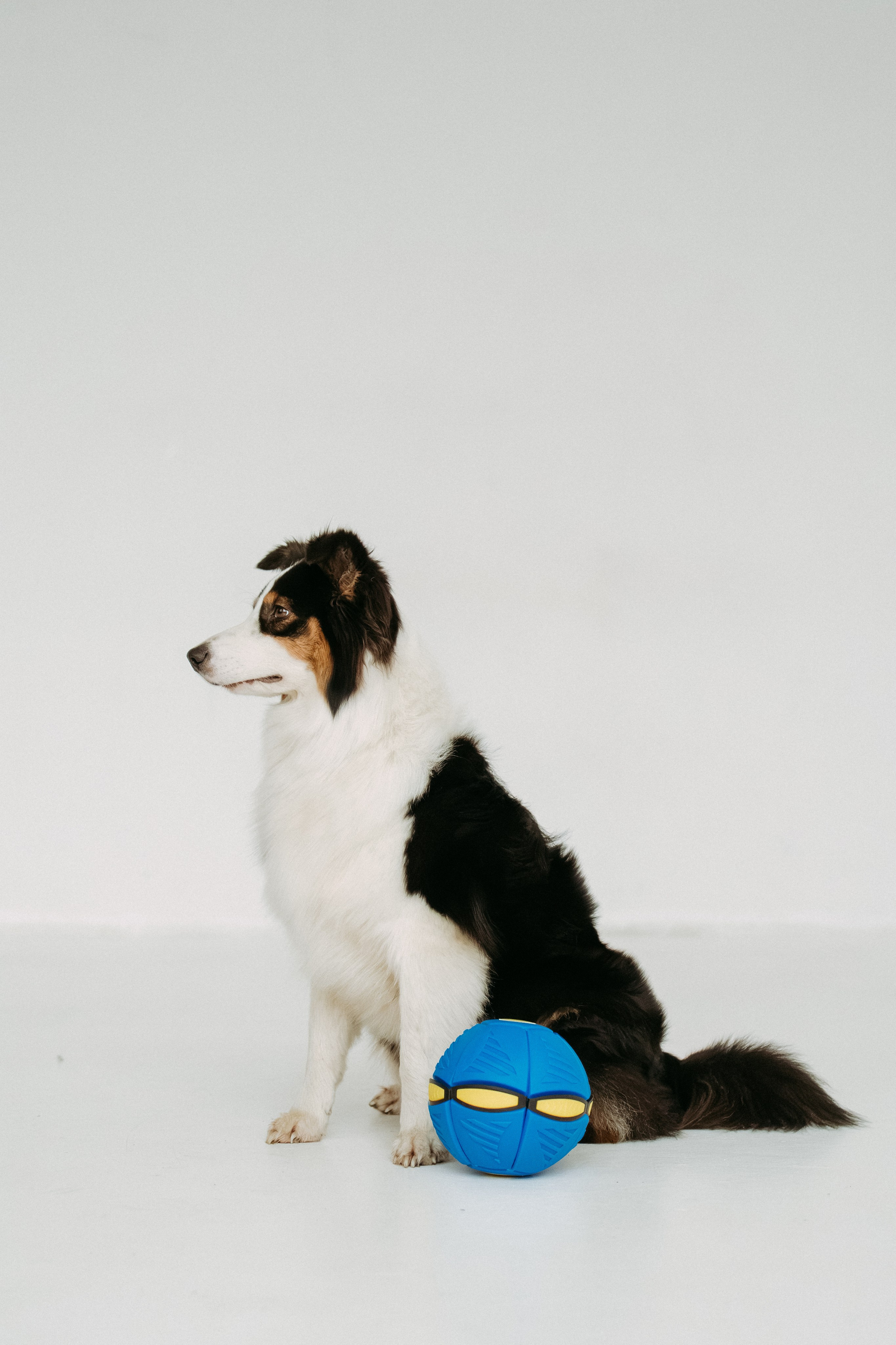 Мячи-попрыгуны. Фотораф — анималист Мария Шистка