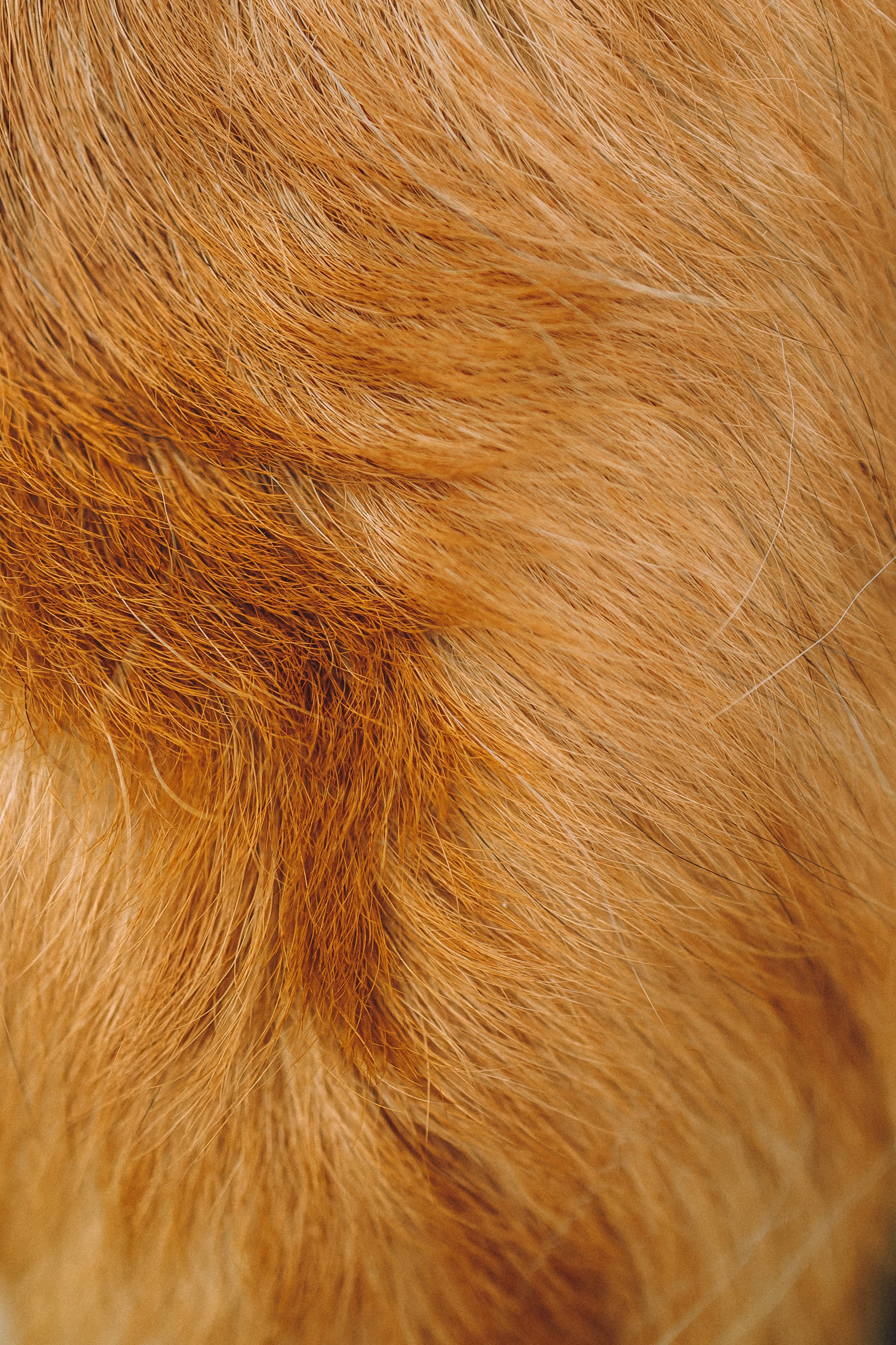 Ира, Леша и Харли