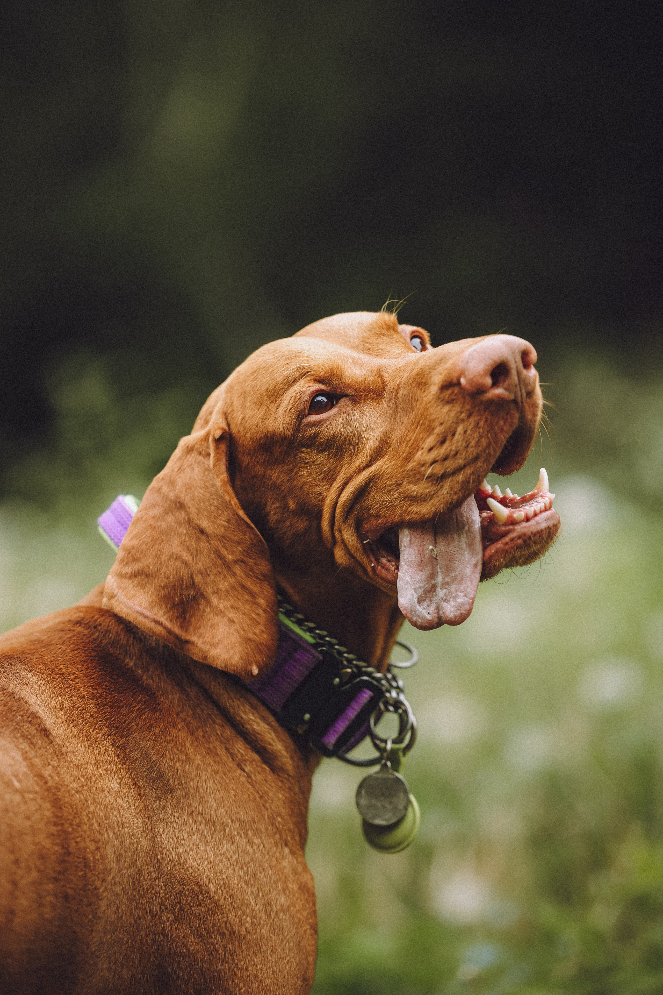 Груша, Данни, Фунтик и их семья