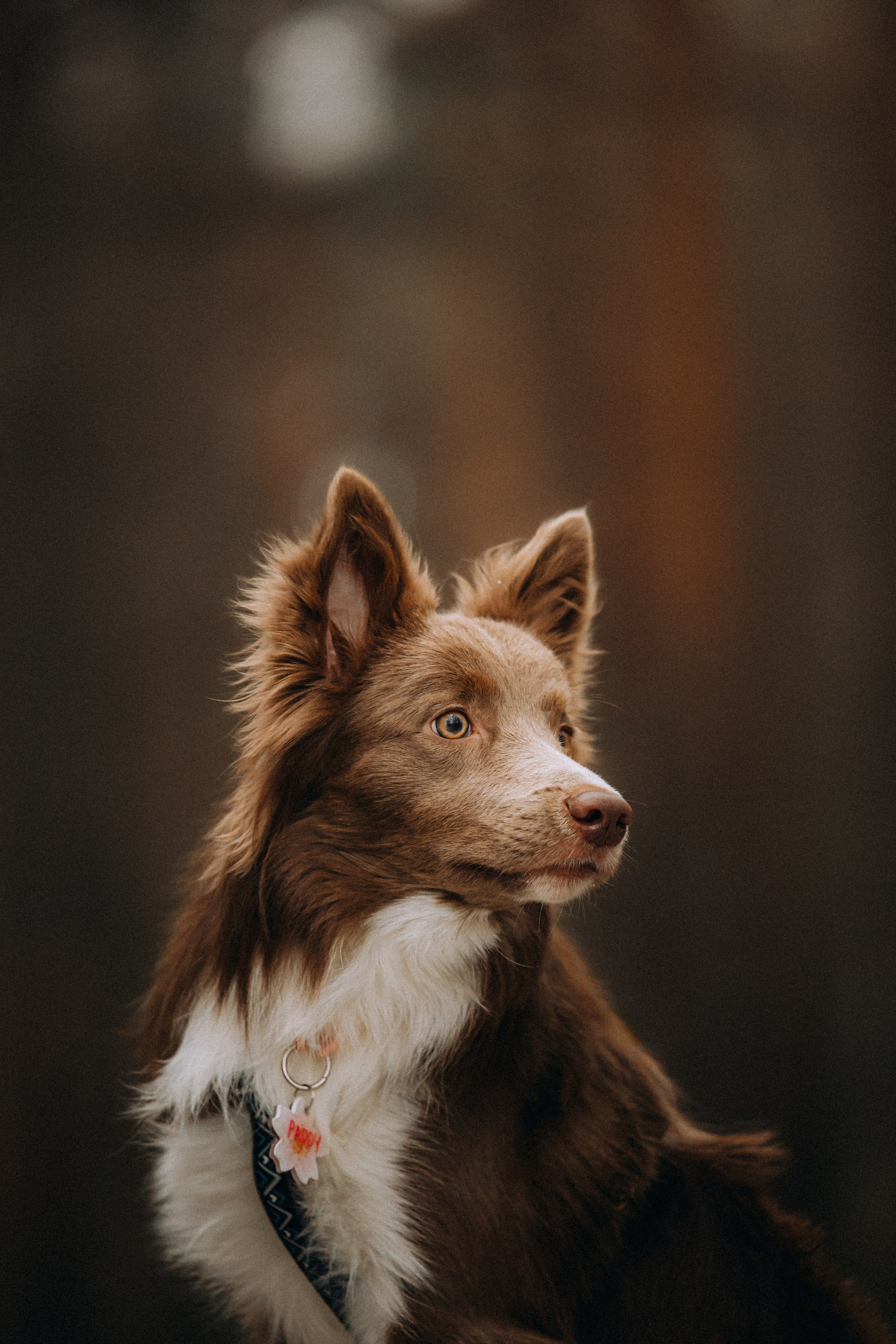 Полина, Милли и Паддингтон