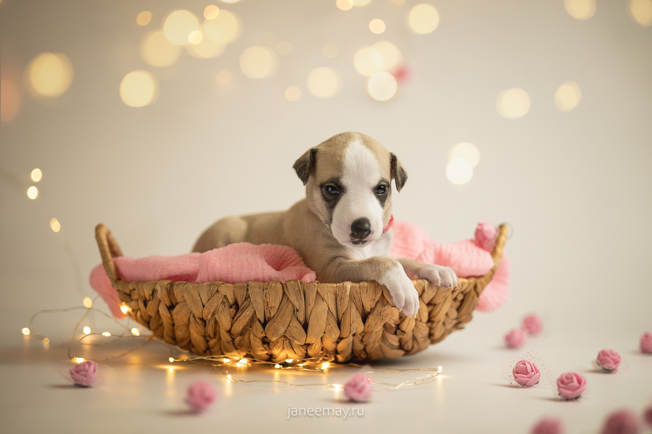 Малыши уиппеты Великбековых. Фотограф анималист в Москве Майорова Евгения