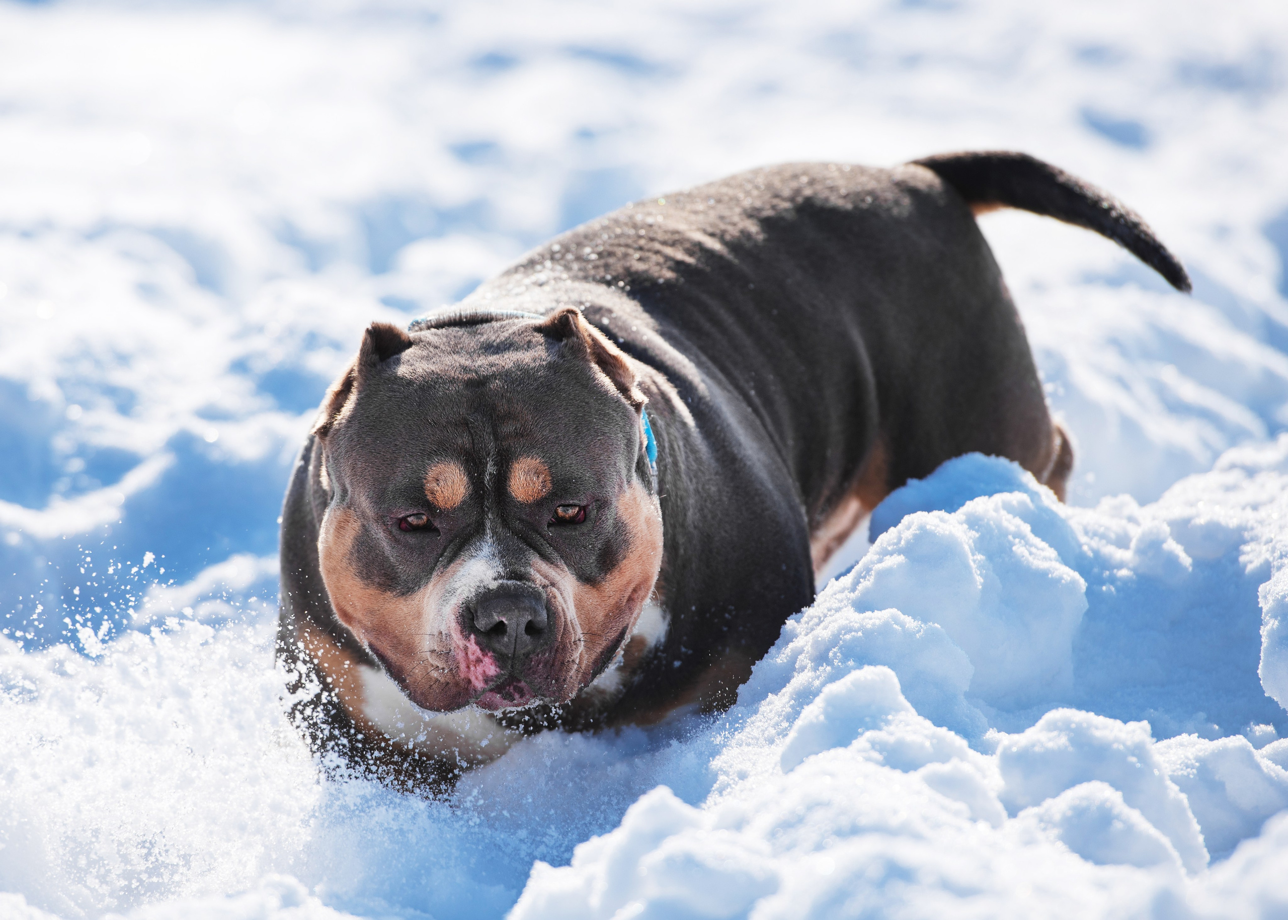Булли. Дог-фотограф в Тюмени Александра Королева