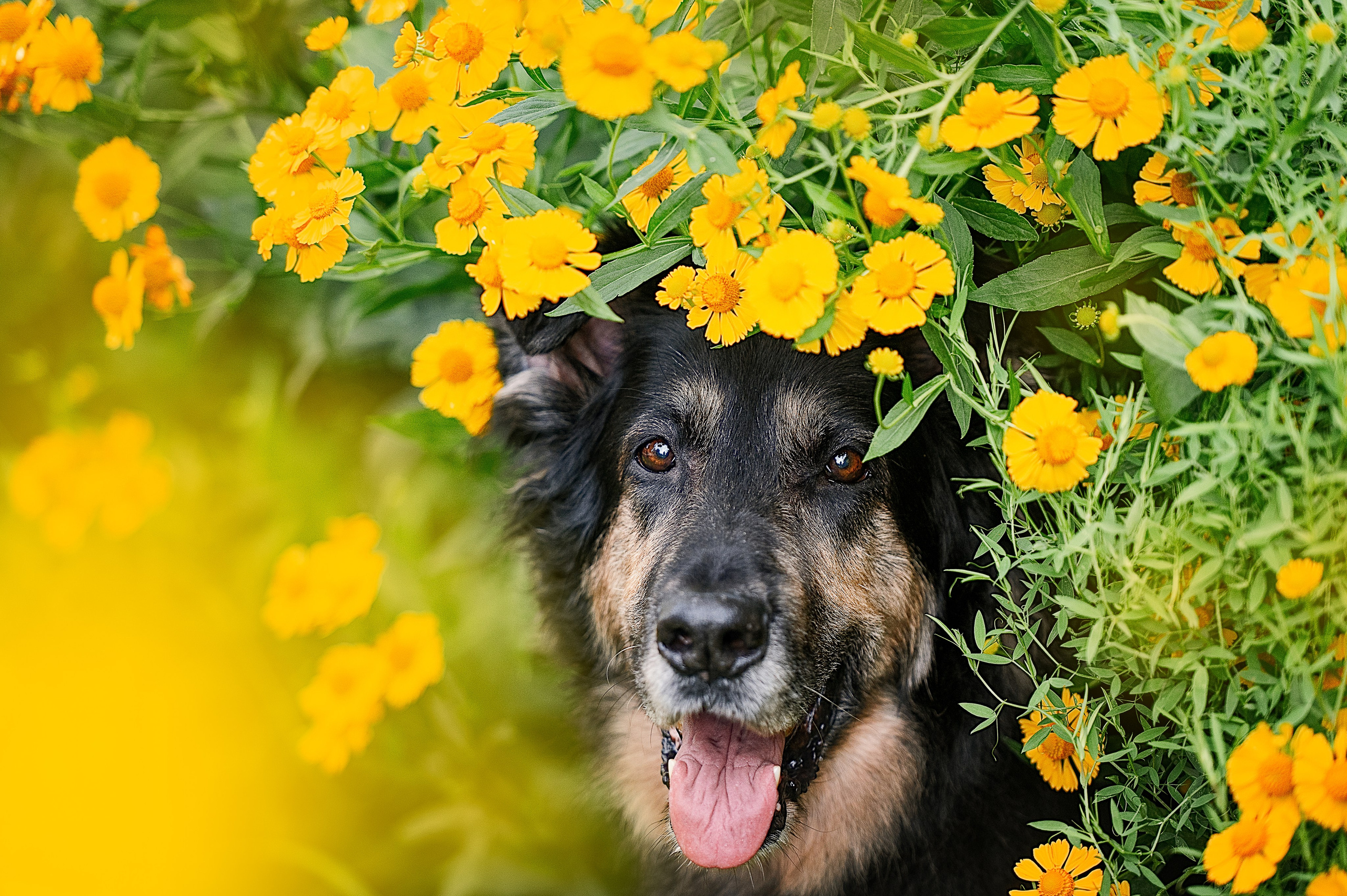 Алиса на ВДНХ. Фотограф-анималист