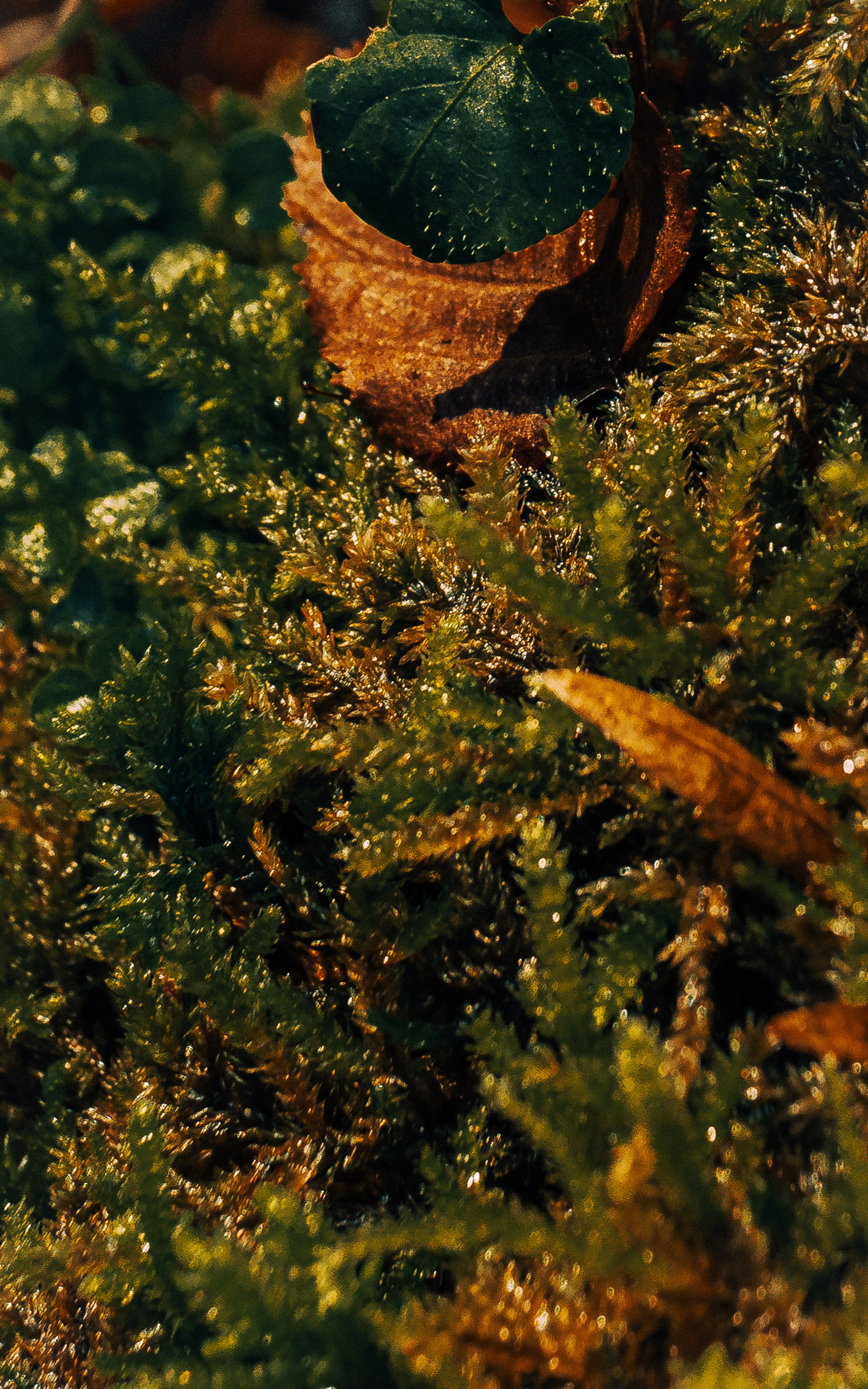 Фотографии Сочи, глазами гида-фотографа. Фотограф в Сочи Елена Лисотина. Фототуры в Сочи