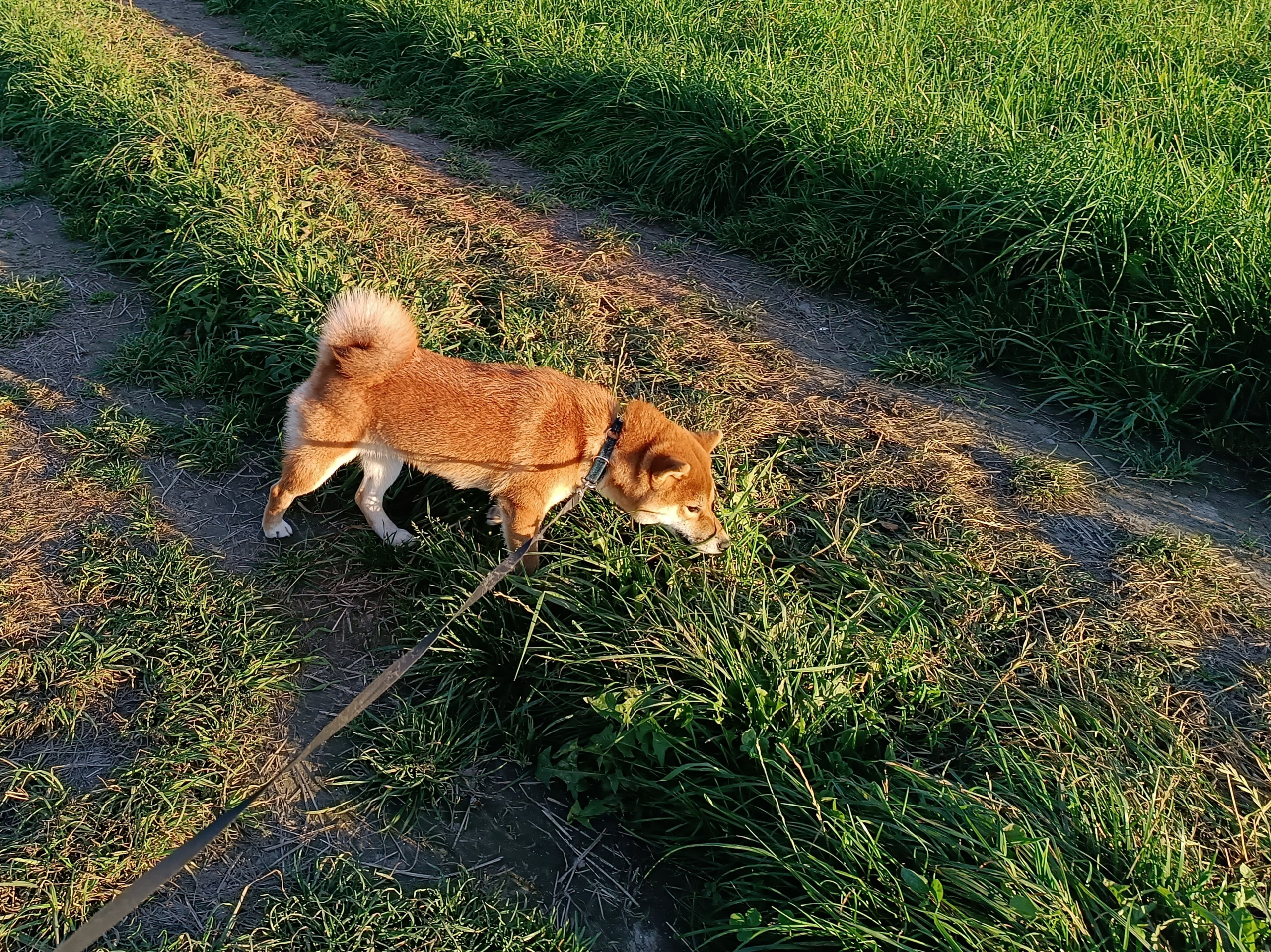 Сиба Rubylight Ellis питомник Рубилайт