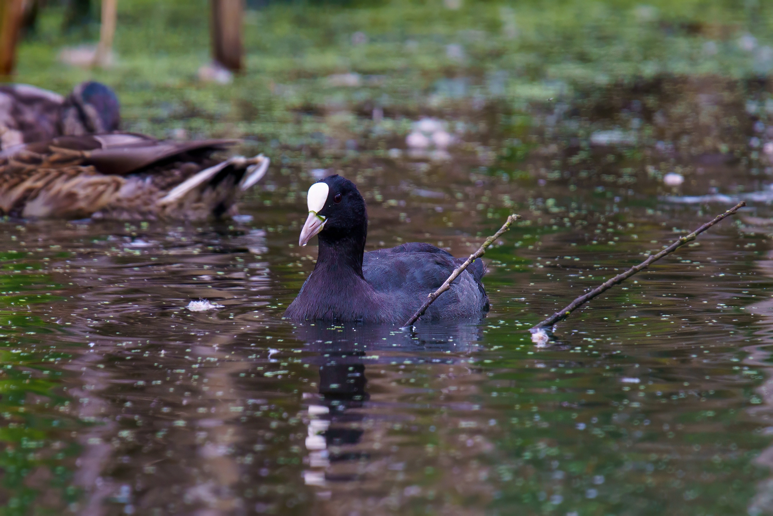 Animals — Животные