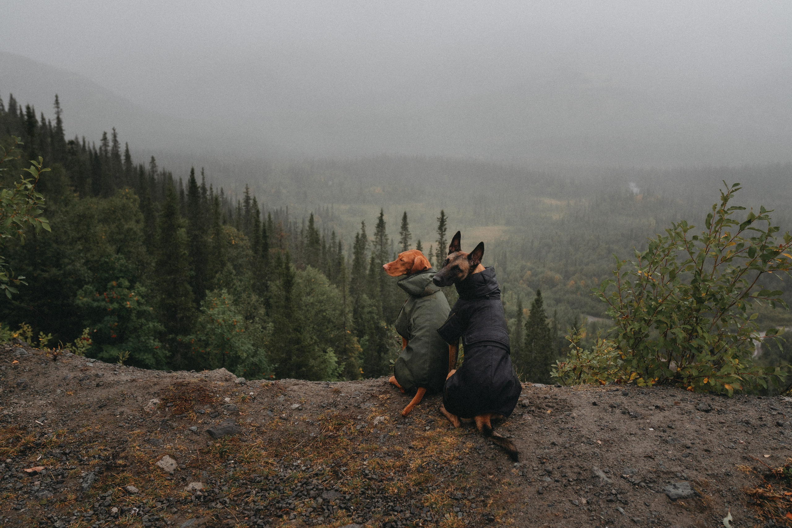 Одежда для собак Bravehound. Фотограф анималист Осипчикова Мария
