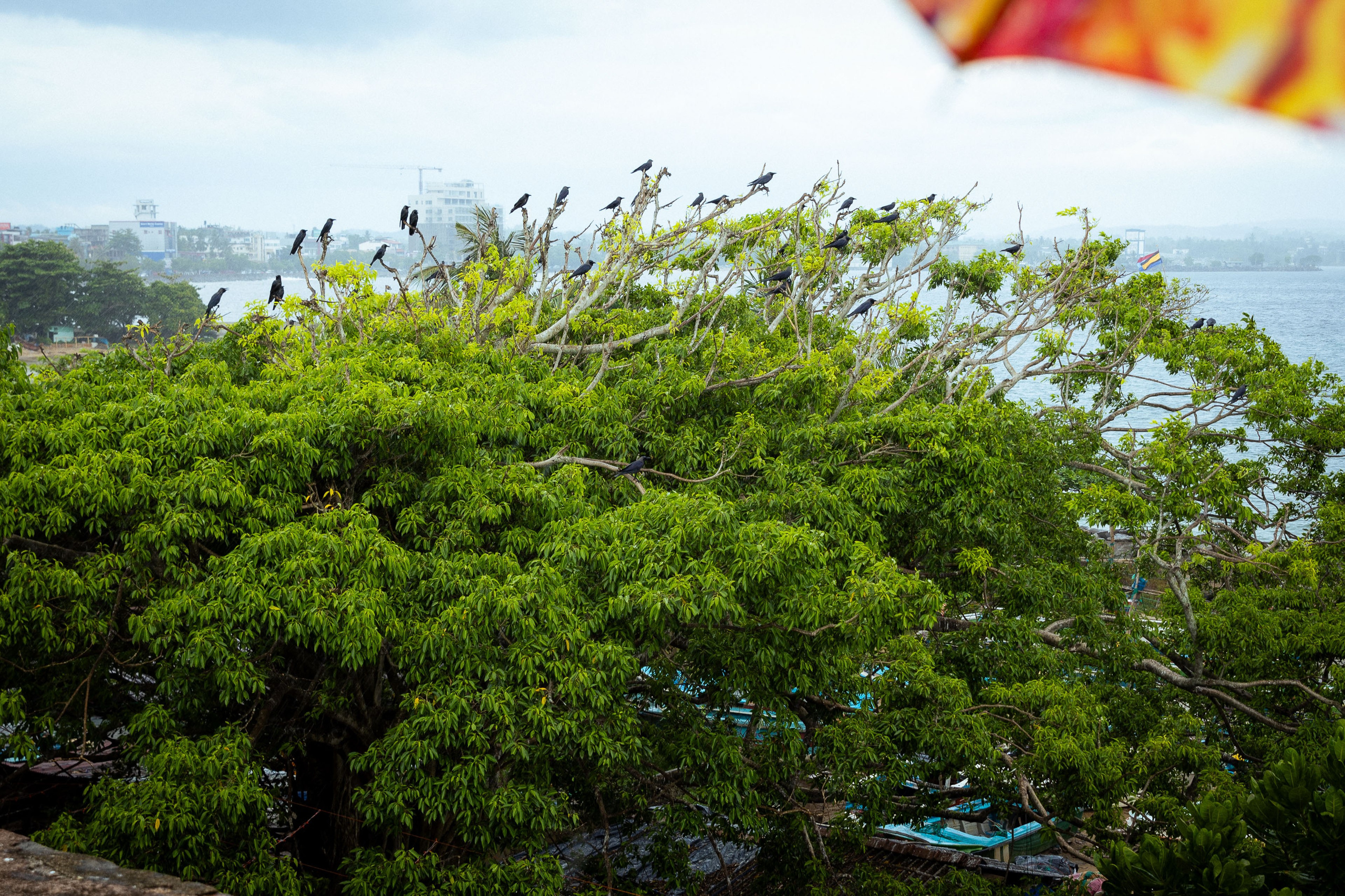 Шри-Ланка (весна 2024). Фотограф Виноградов Константин