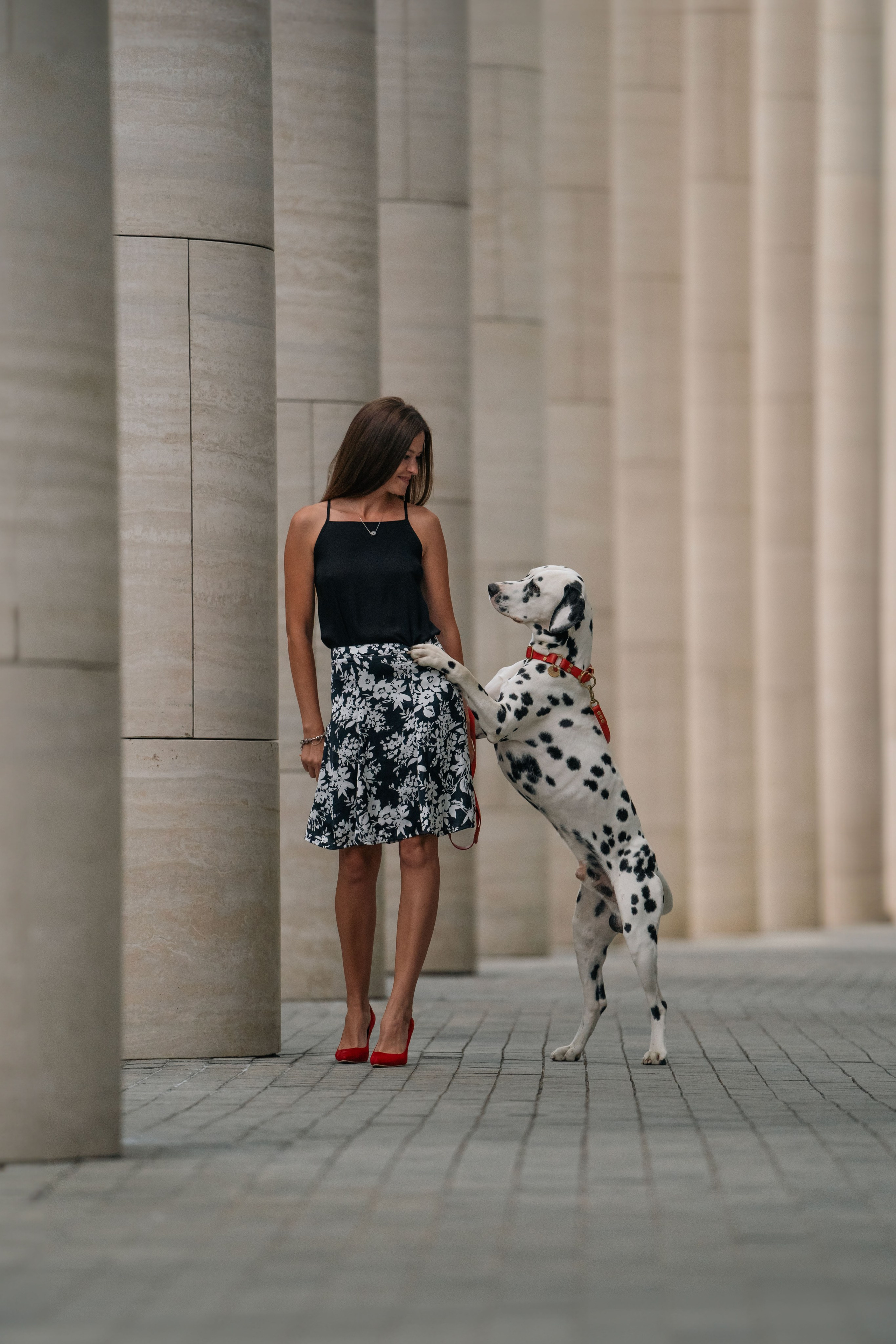 1 Далматин. Фотограф анималист