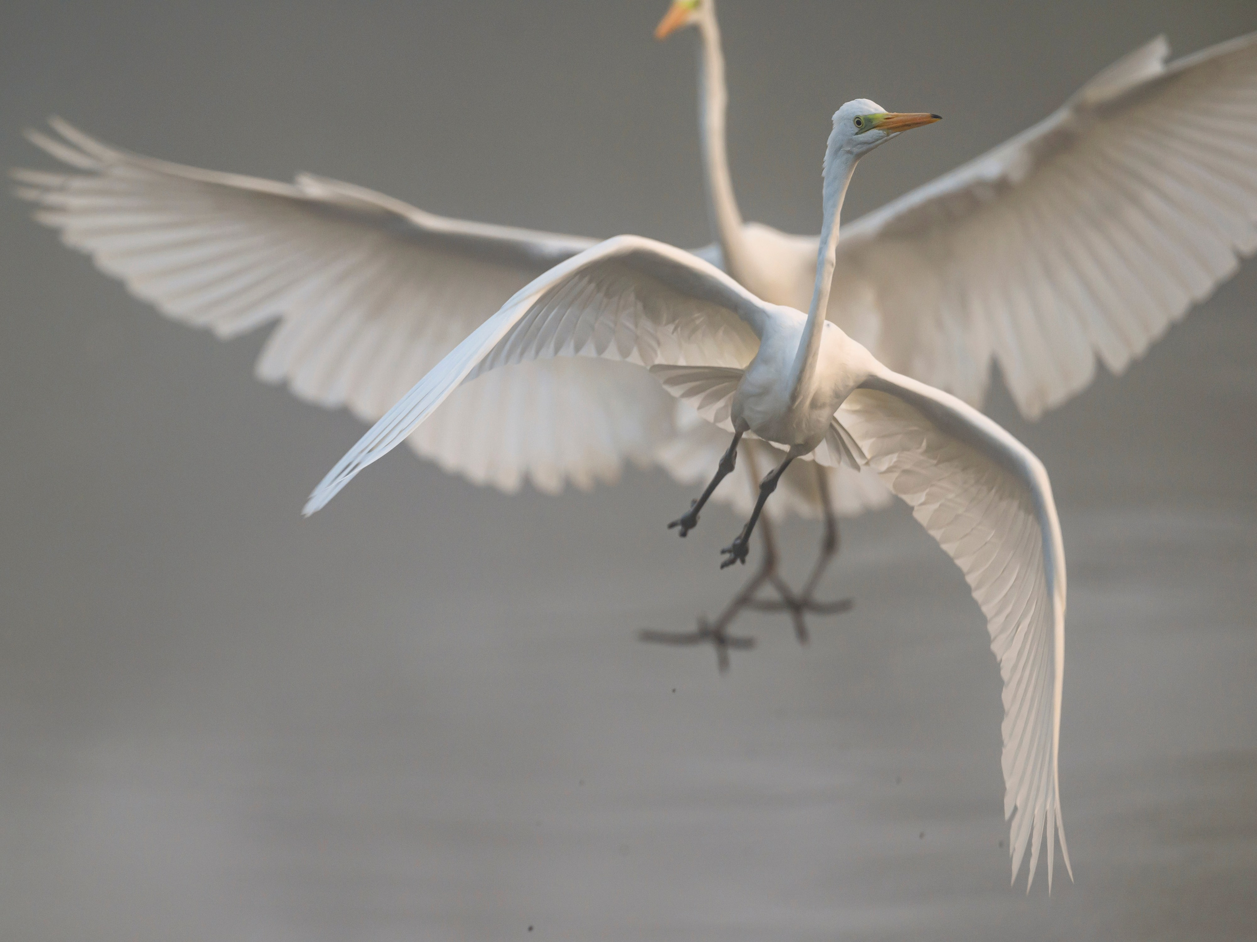 Цапли. Wildlife photography by Sergey Puponin