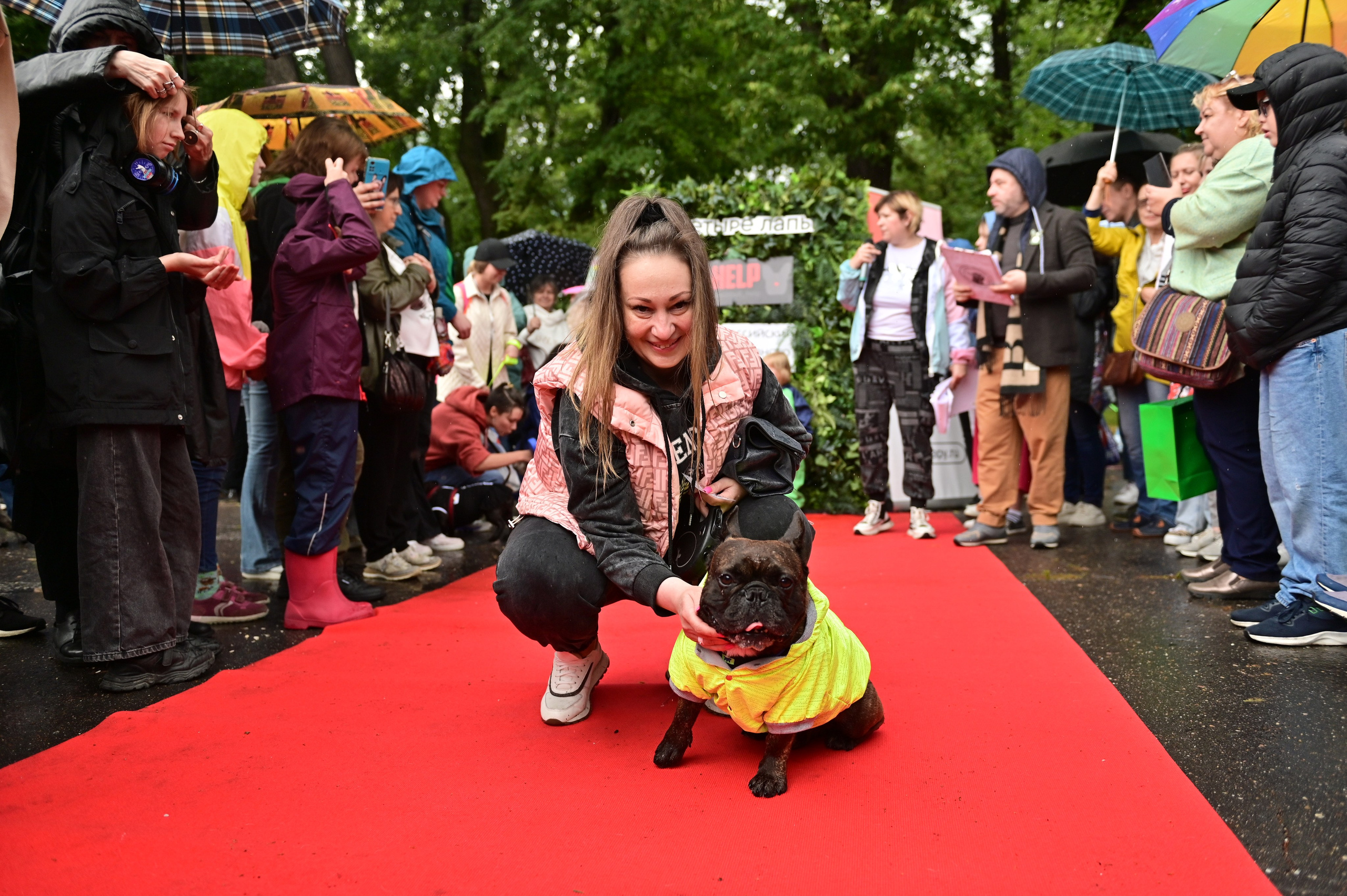 Парад французский бульдогов. Анна Пушина, фотограф, Москва, Королев, Пушкино