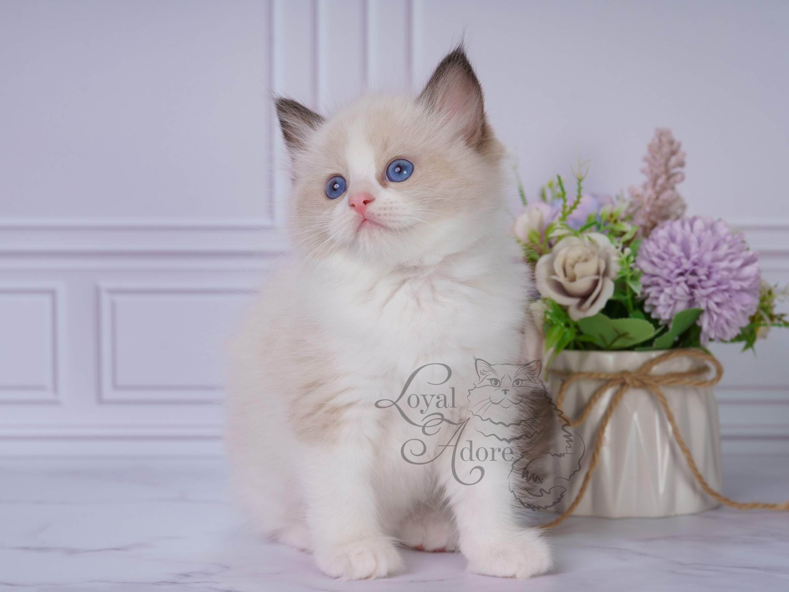 Котята рэгдолл от Loyal Adore. Питомник рэгдолл Loyal Adore