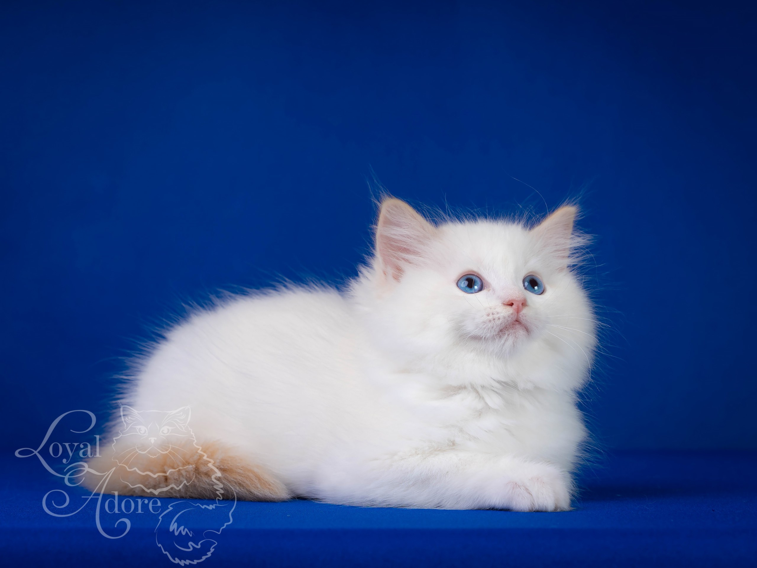 Котята рэгдолл от Loyal Adore. Питомник рэгдолл Loyal Adore