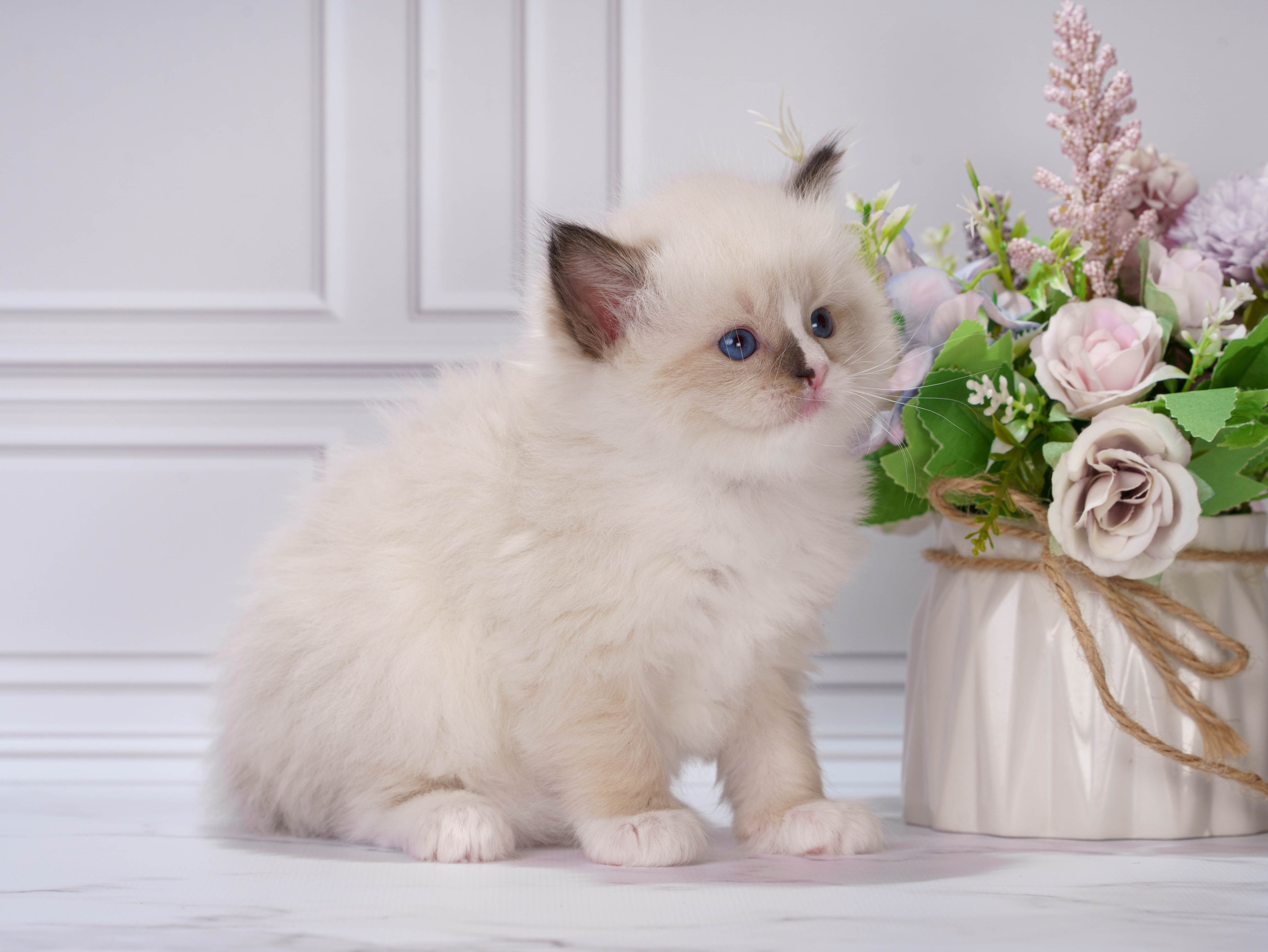 Котята рэгдолл от Loyal Adore. Питомник рэгдолл Loyal Adore