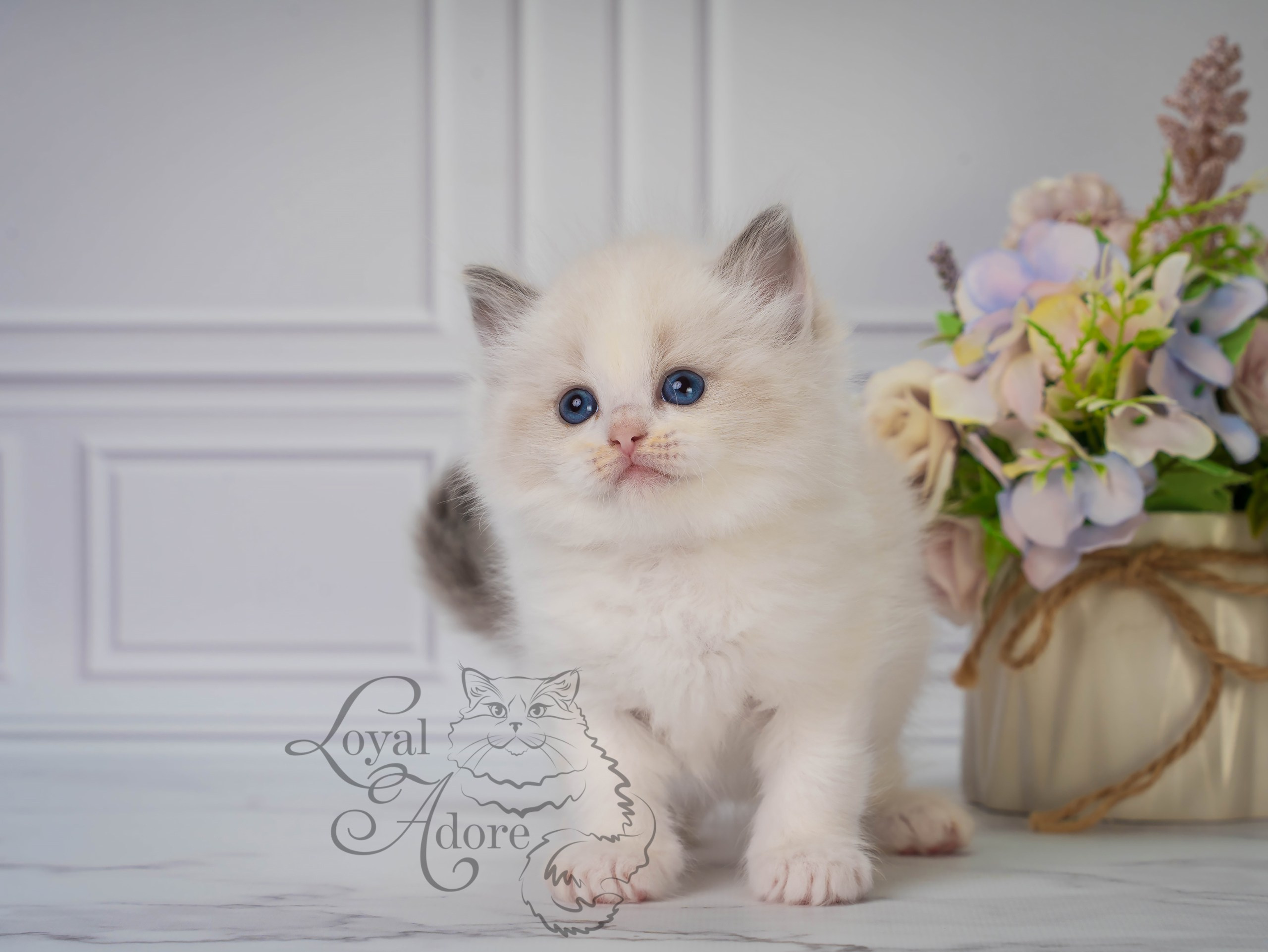 Котята рэгдолл от Loyal Adore. Питомник рэгдолл Loyal Adore