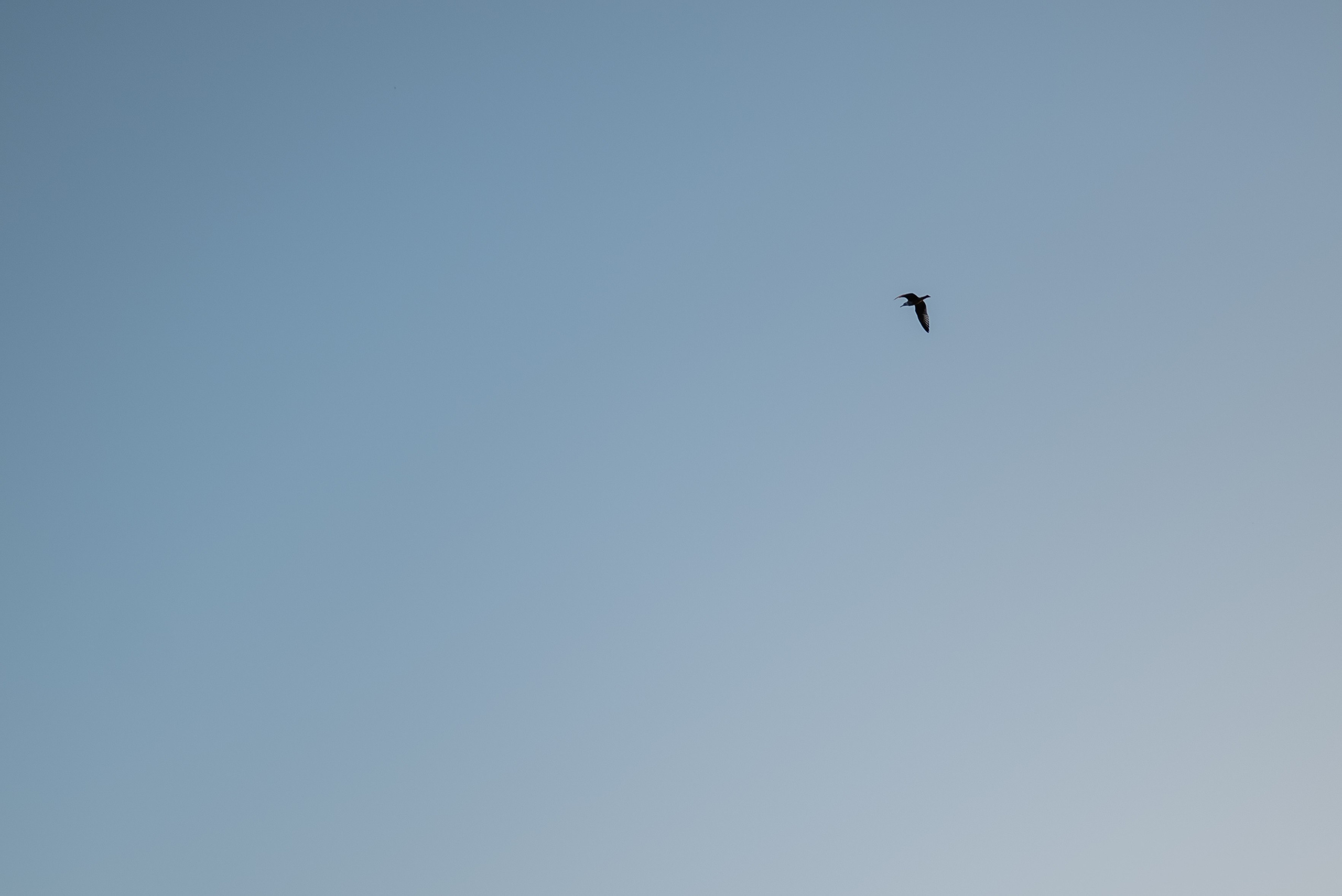 Love Story. Свадебный и портретный фотограф в Брянске и Москве Алина Химушкина