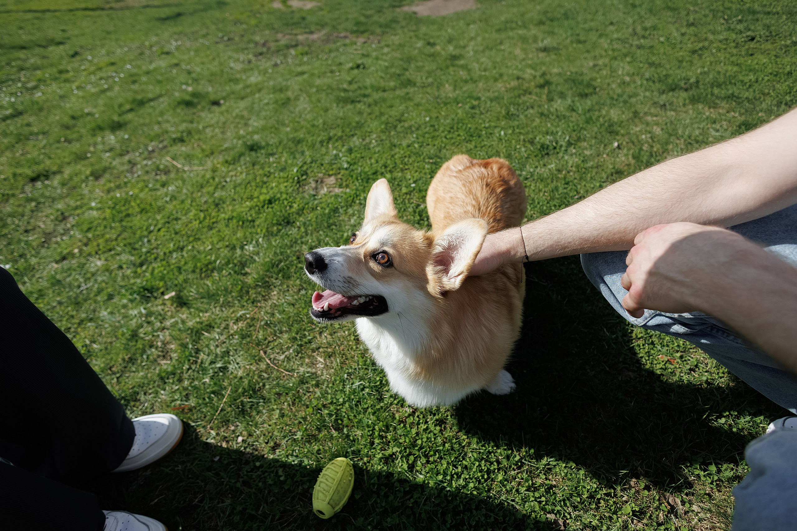 С коржиком Капой. Свадебный фотограф в Пскове и Санкт-Петербурге | Анна Голикова