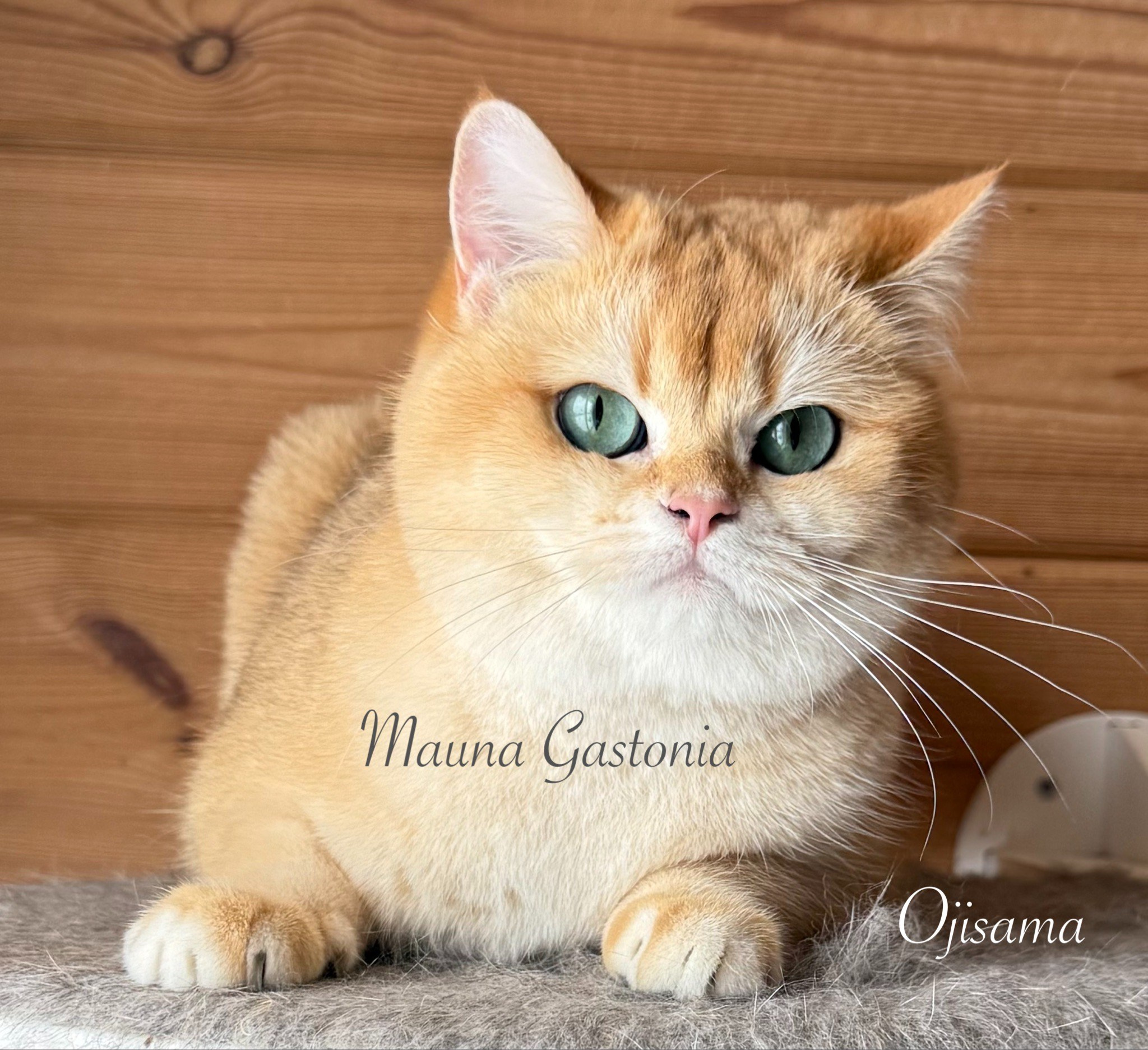 Ojisama. Mauna Gastonia