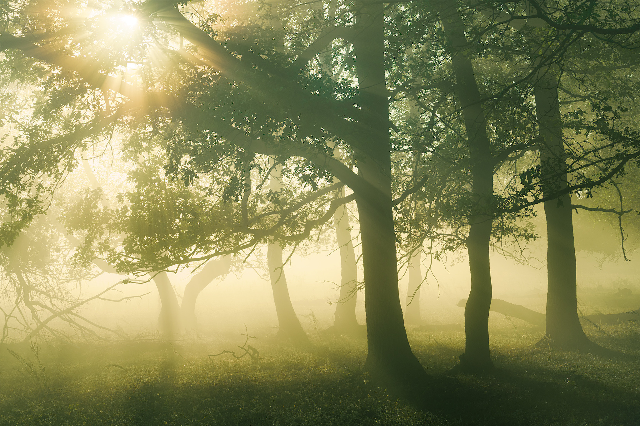 Лето, лес, деревья…. Пейзажный фотограф Руслан Лукманов