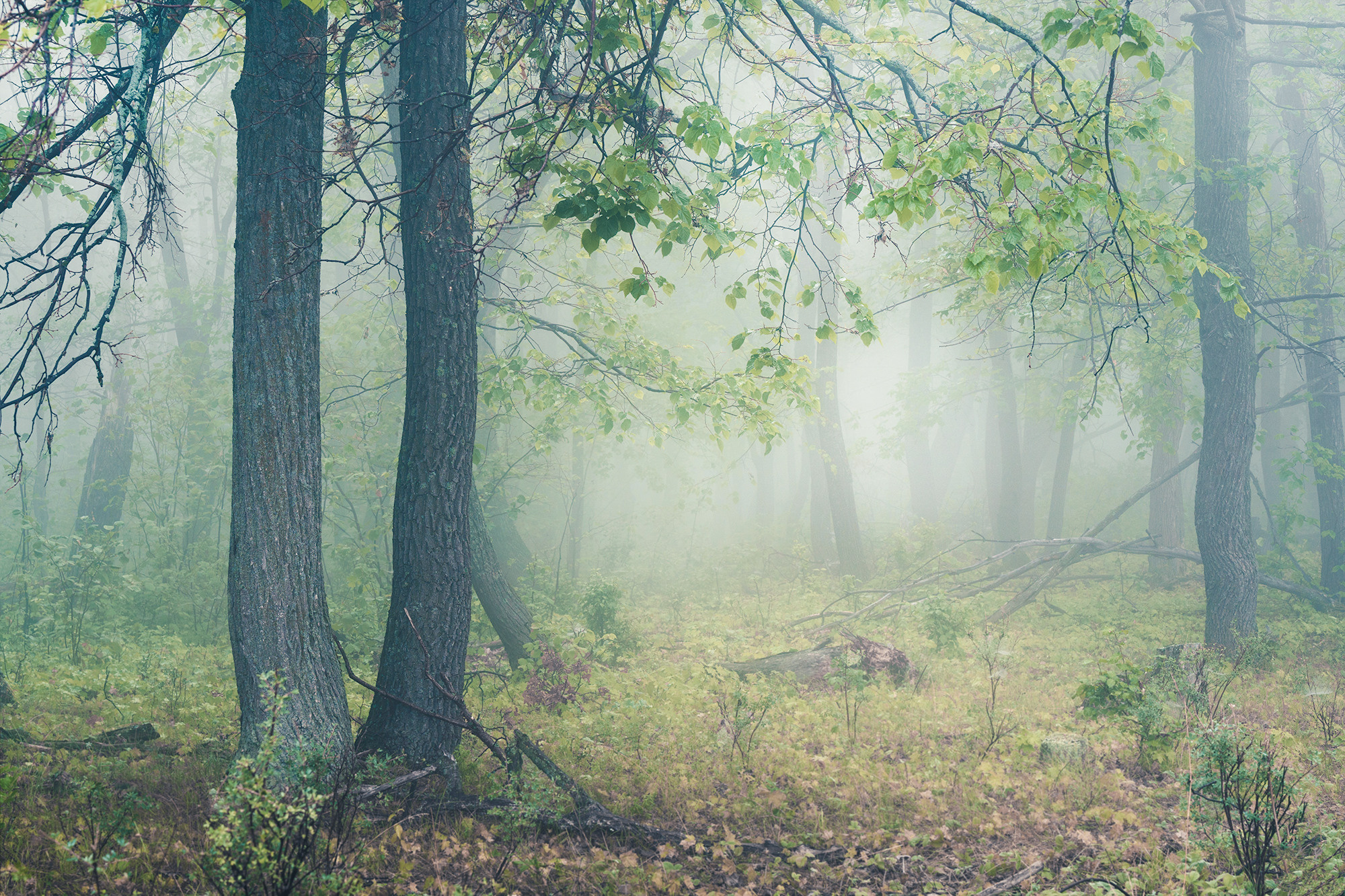 Лето, лес, деревья…. Пейзажный фотограф Руслан Лукманов