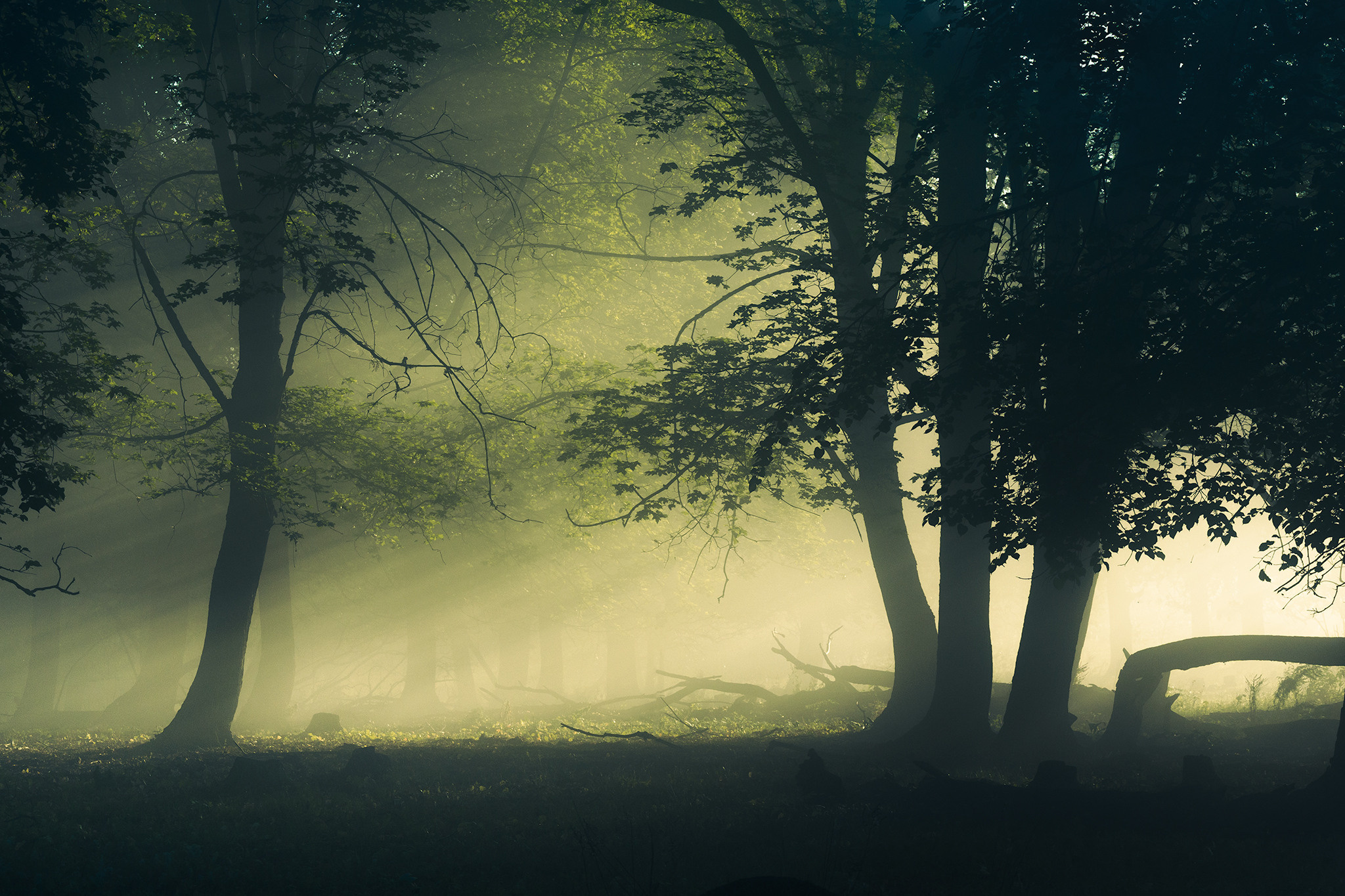 Лето, лес, деревья…. Пейзажный фотограф Руслан Лукманов