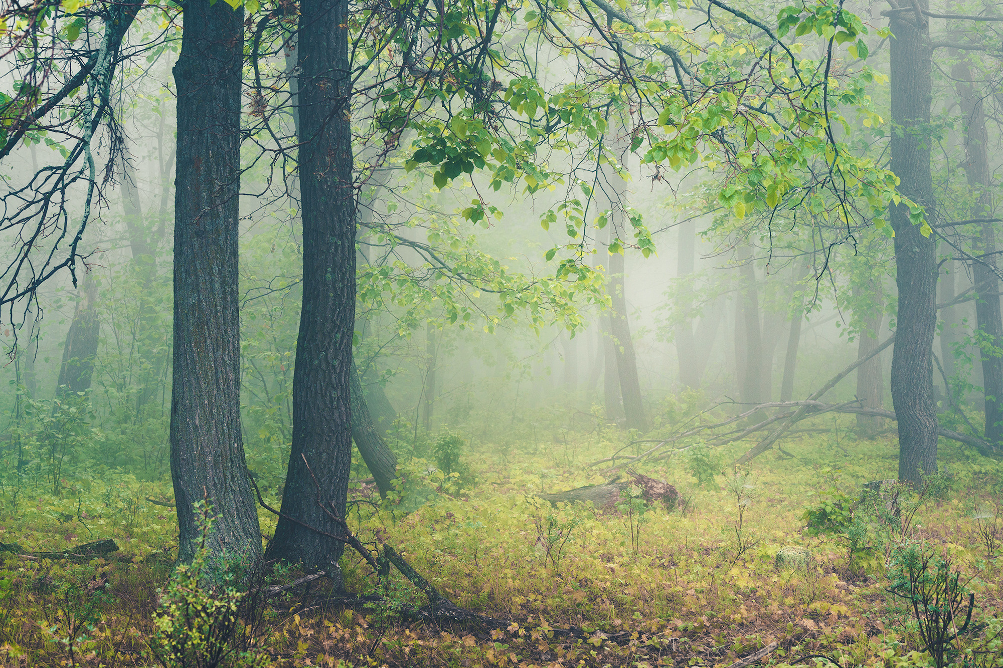 Лето, лес, деревья…. Пейзажный фотограф Руслан Лукманов
