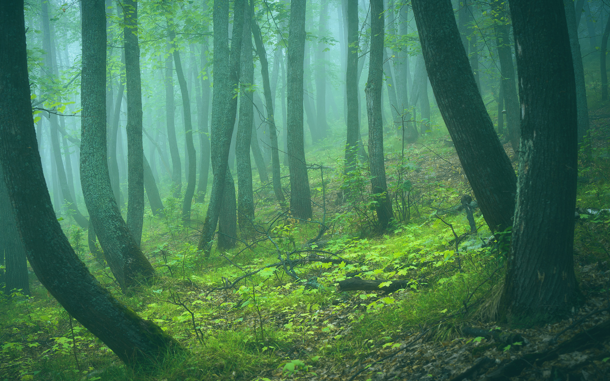 Лето, лес, деревья…. Пейзажный фотограф Руслан Лукманов
