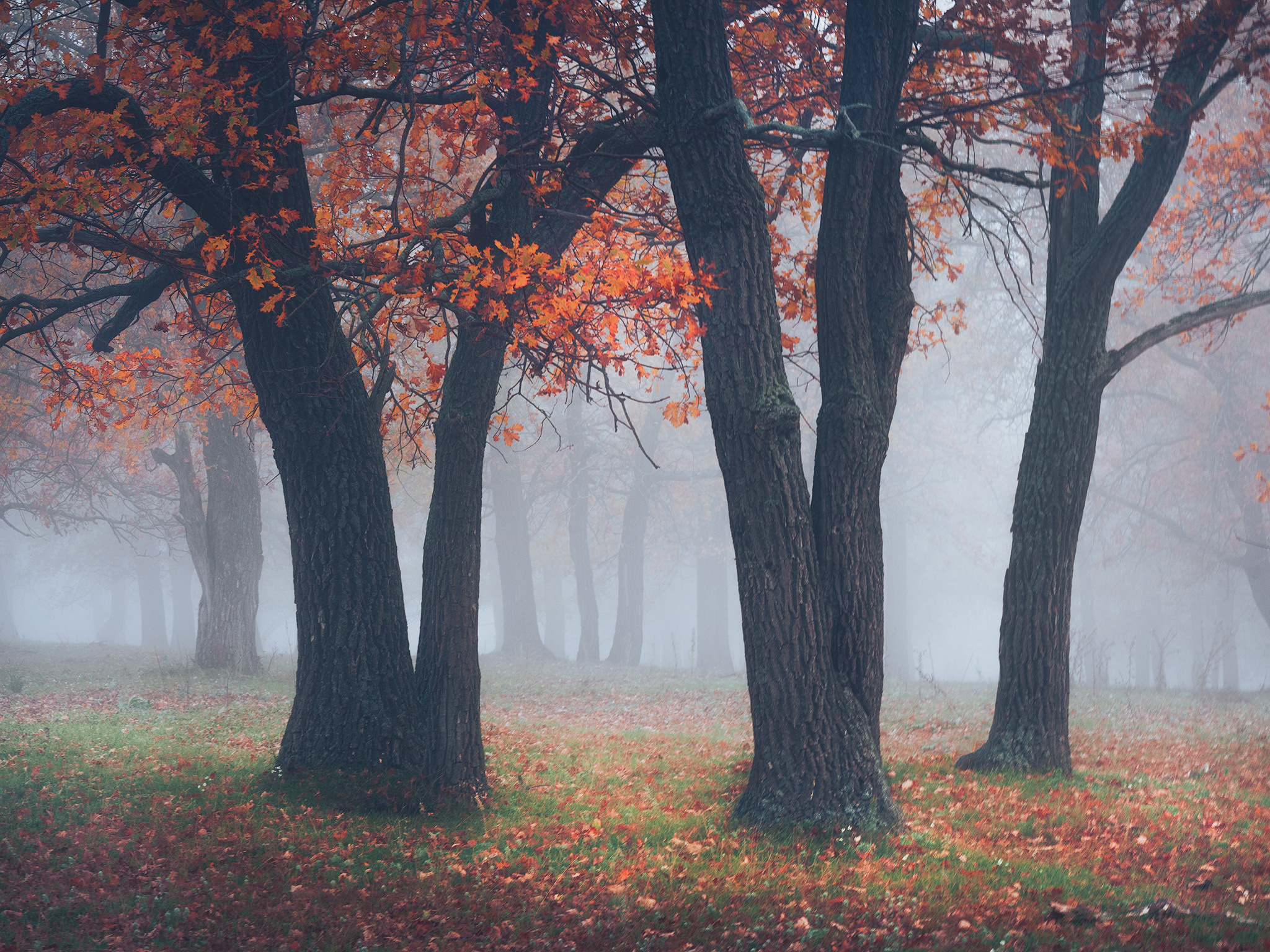 Лето, лес, деревья…. Пейзажный фотограф Руслан Лукманов