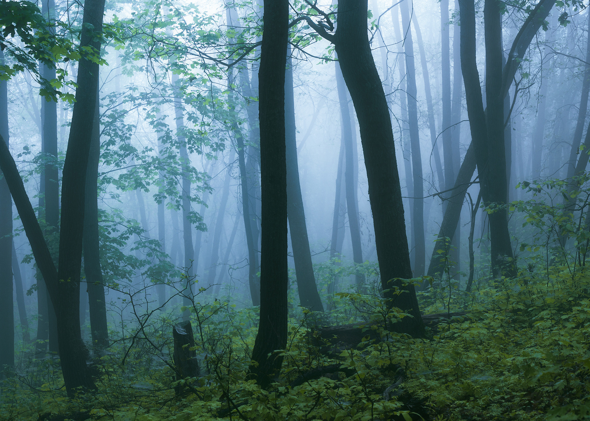 Лето, лес, деревья…. Пейзажный фотограф Руслан Лукманов
