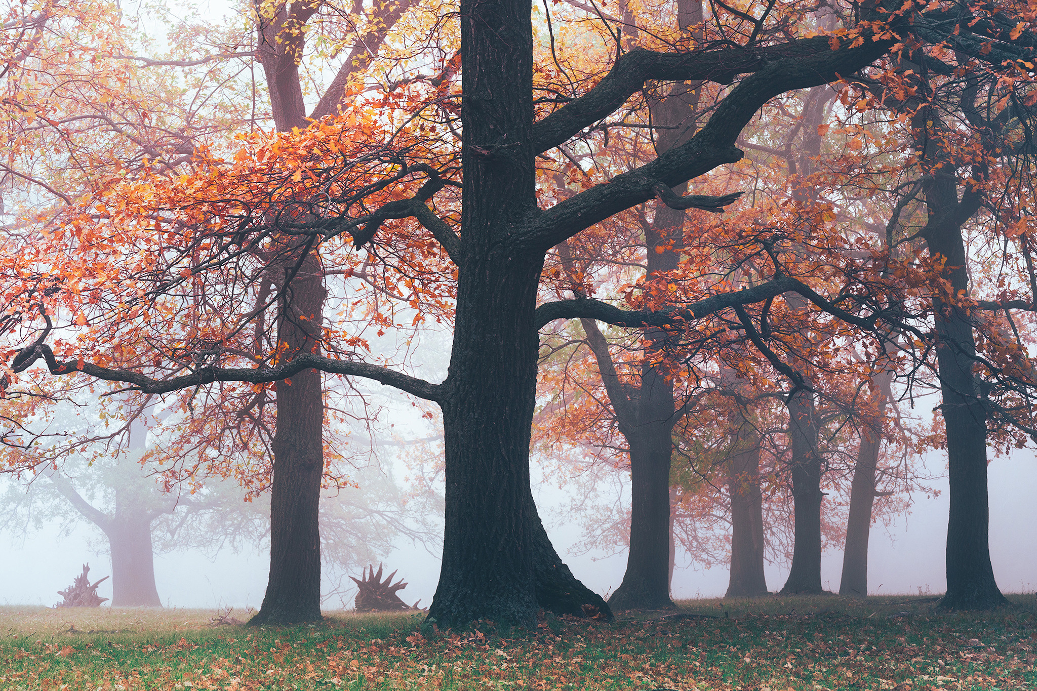Лето, лес, деревья…. Пейзажный фотограф Руслан Лукманов