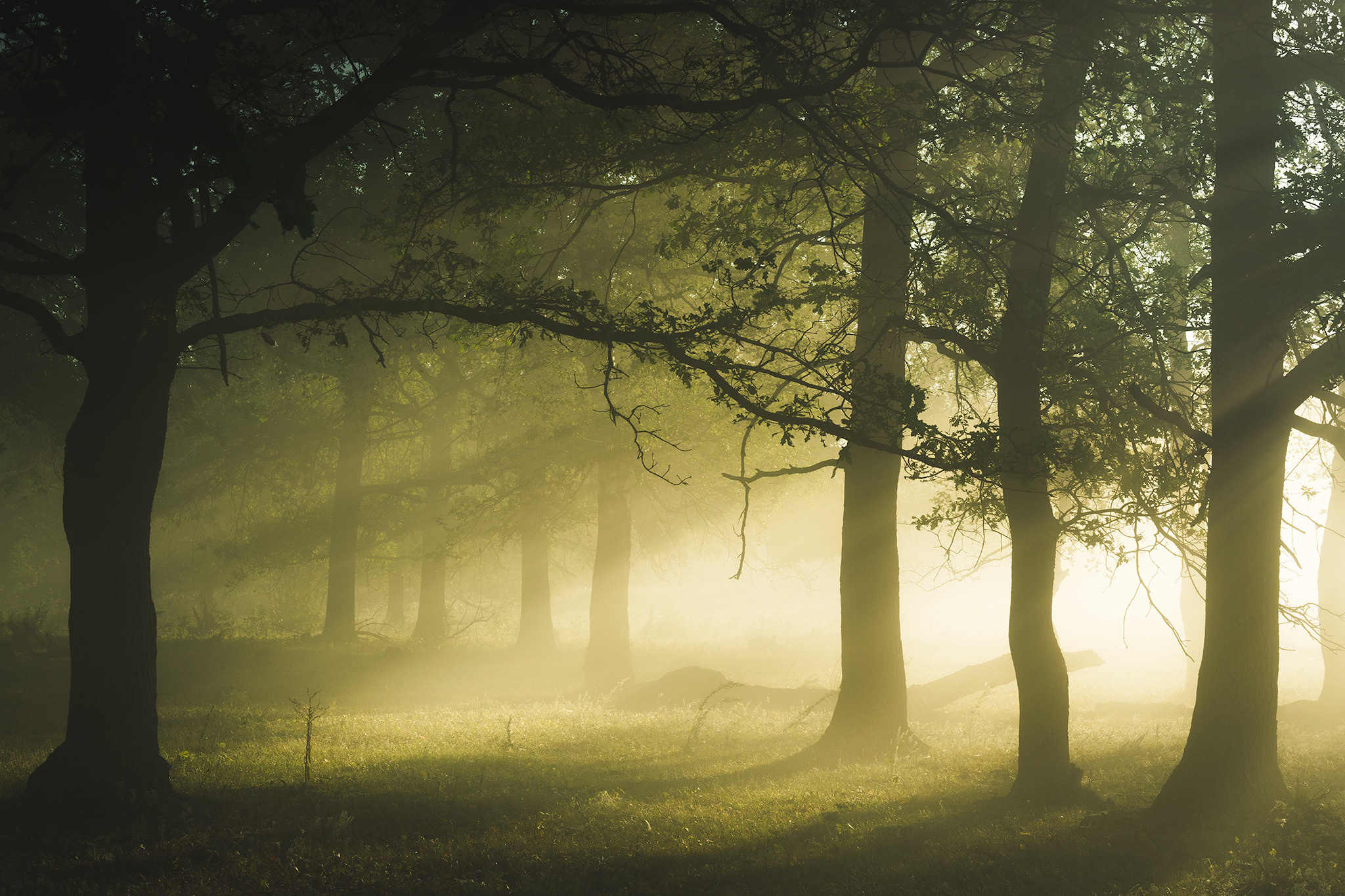 Лето, лес, деревья…. Пейзажный фотограф Руслан Лукманов